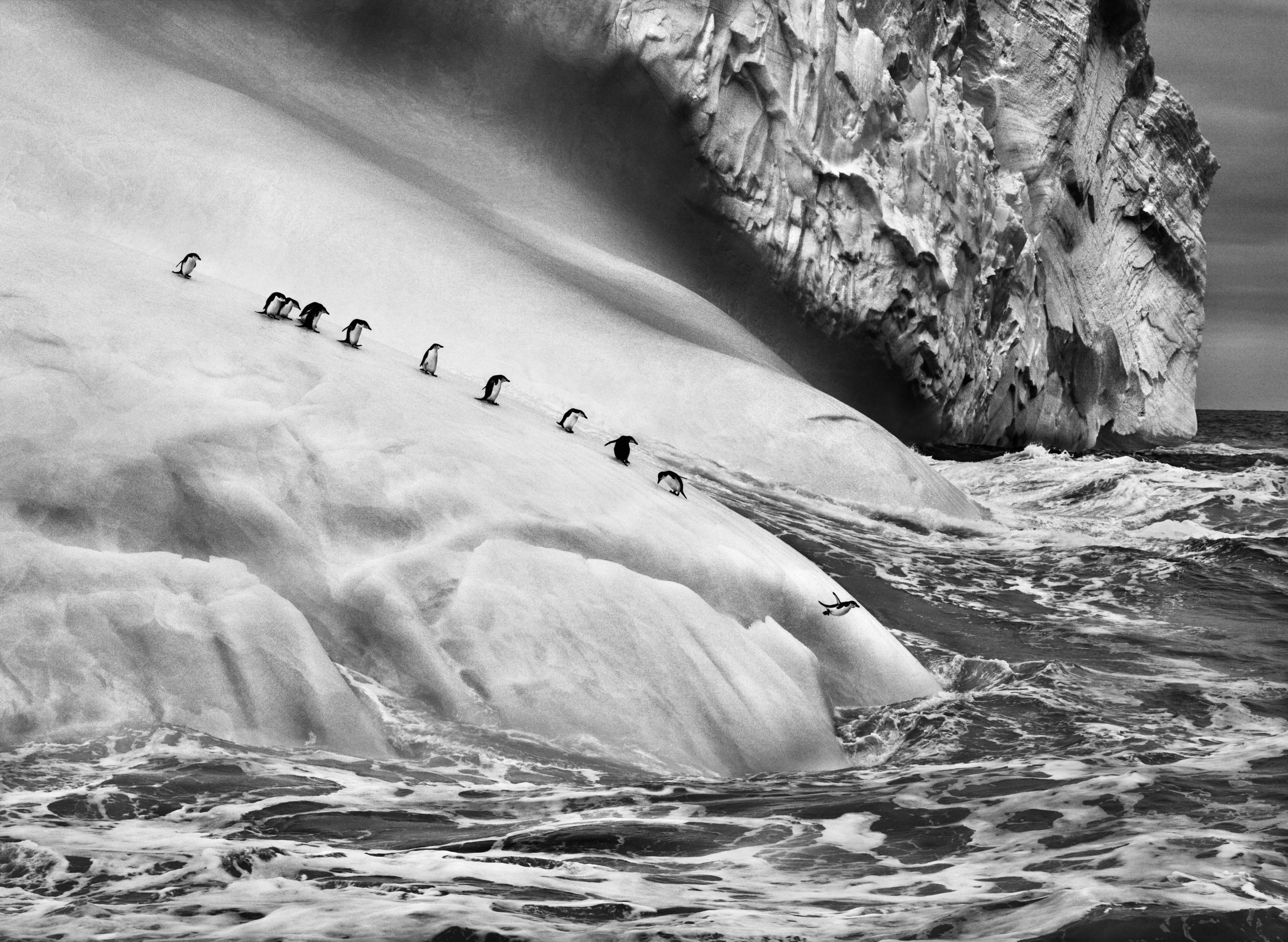 nature landscape animals ice penguins iceberg monochrome 2k