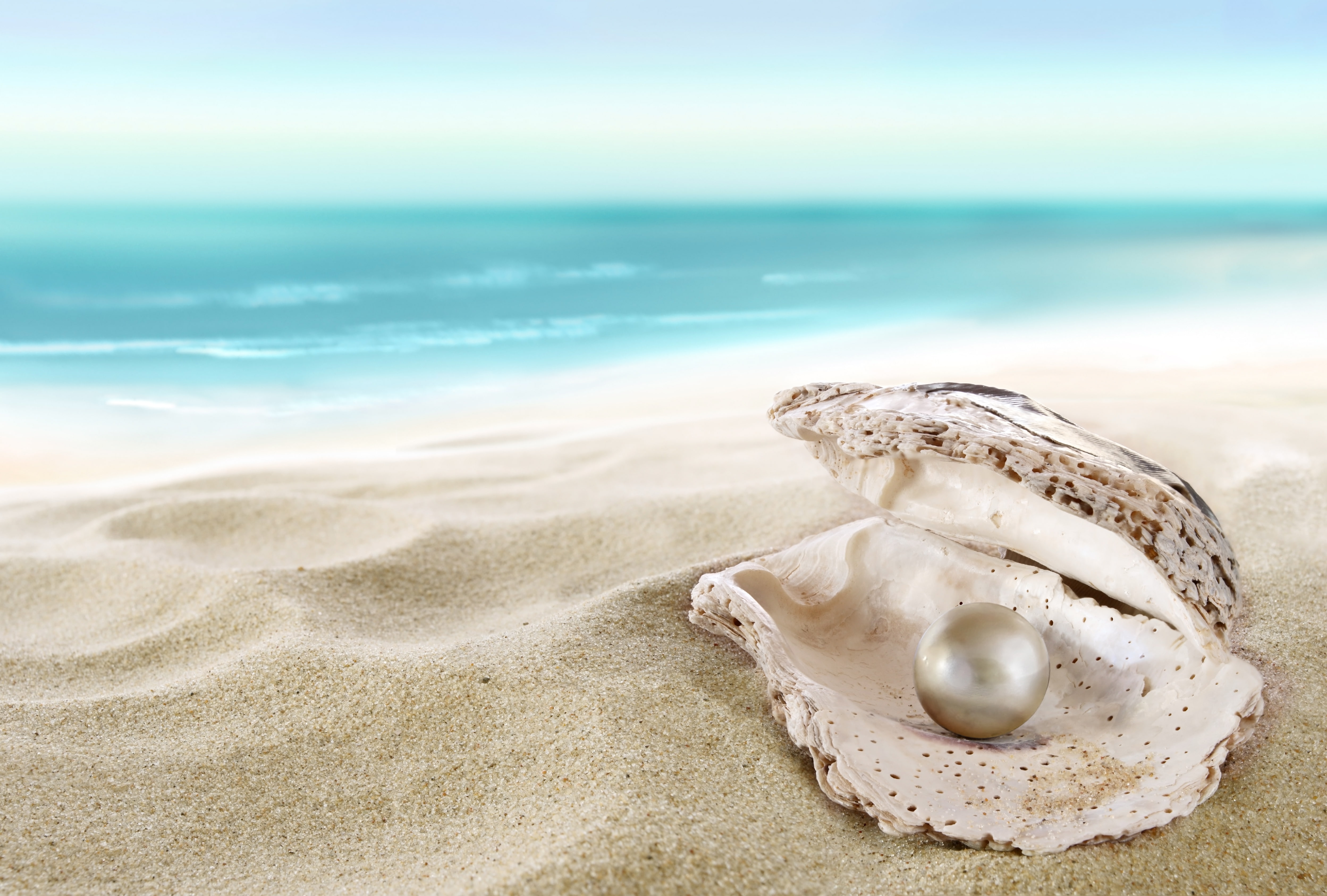 pearl and seashore wallpaper sand beach shell seashell perl 2k 4k 5k