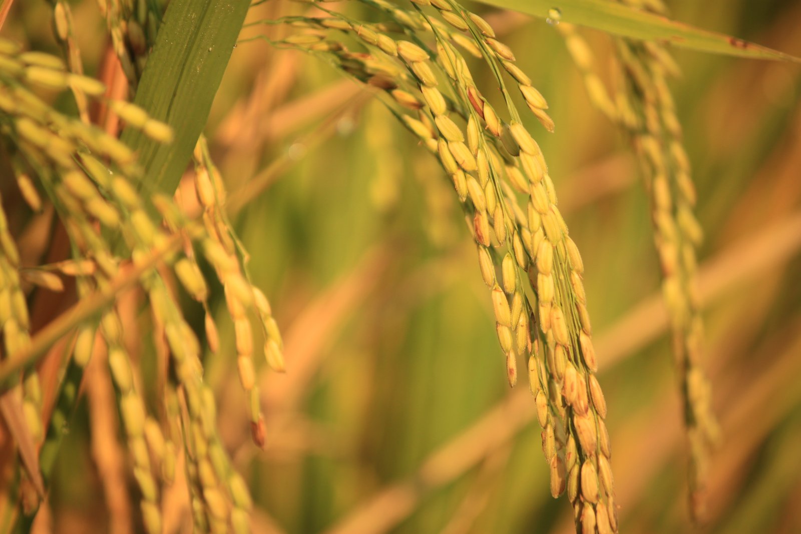 rice plant padi old yellow harvest natural view indonesian farmers 2k