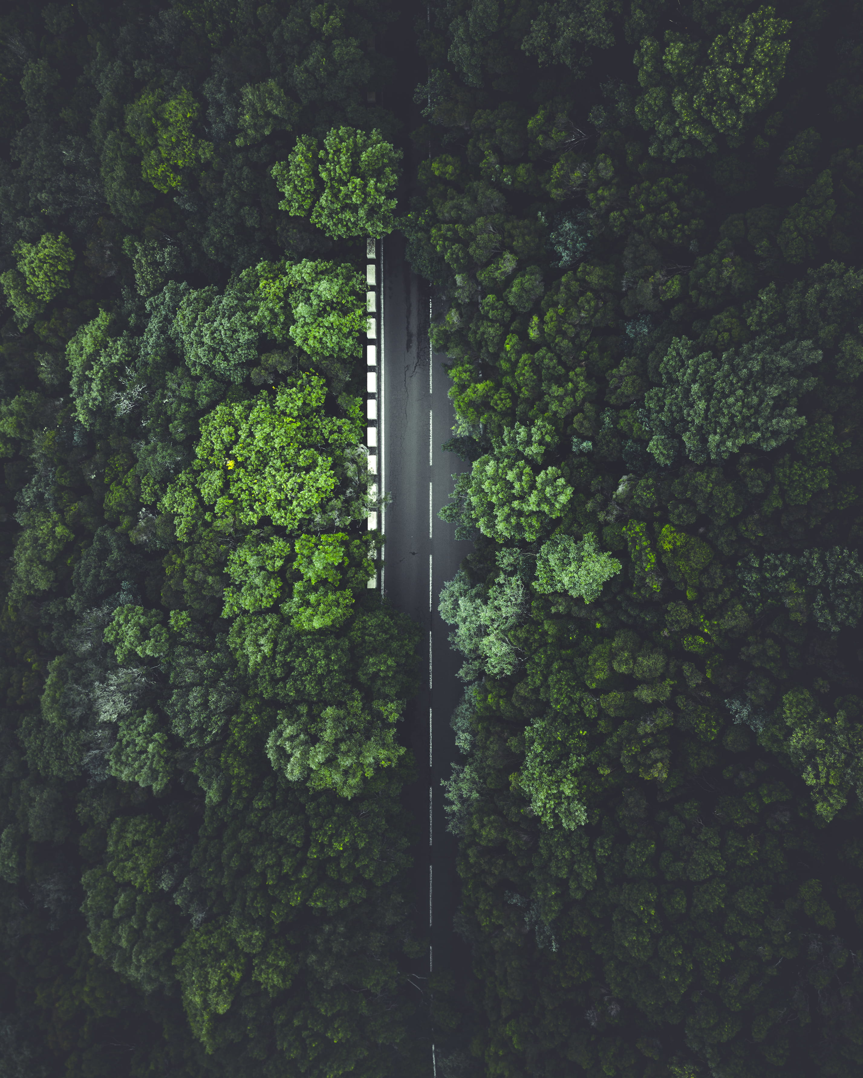 road tree forest jungle highway drone view dark green 2k