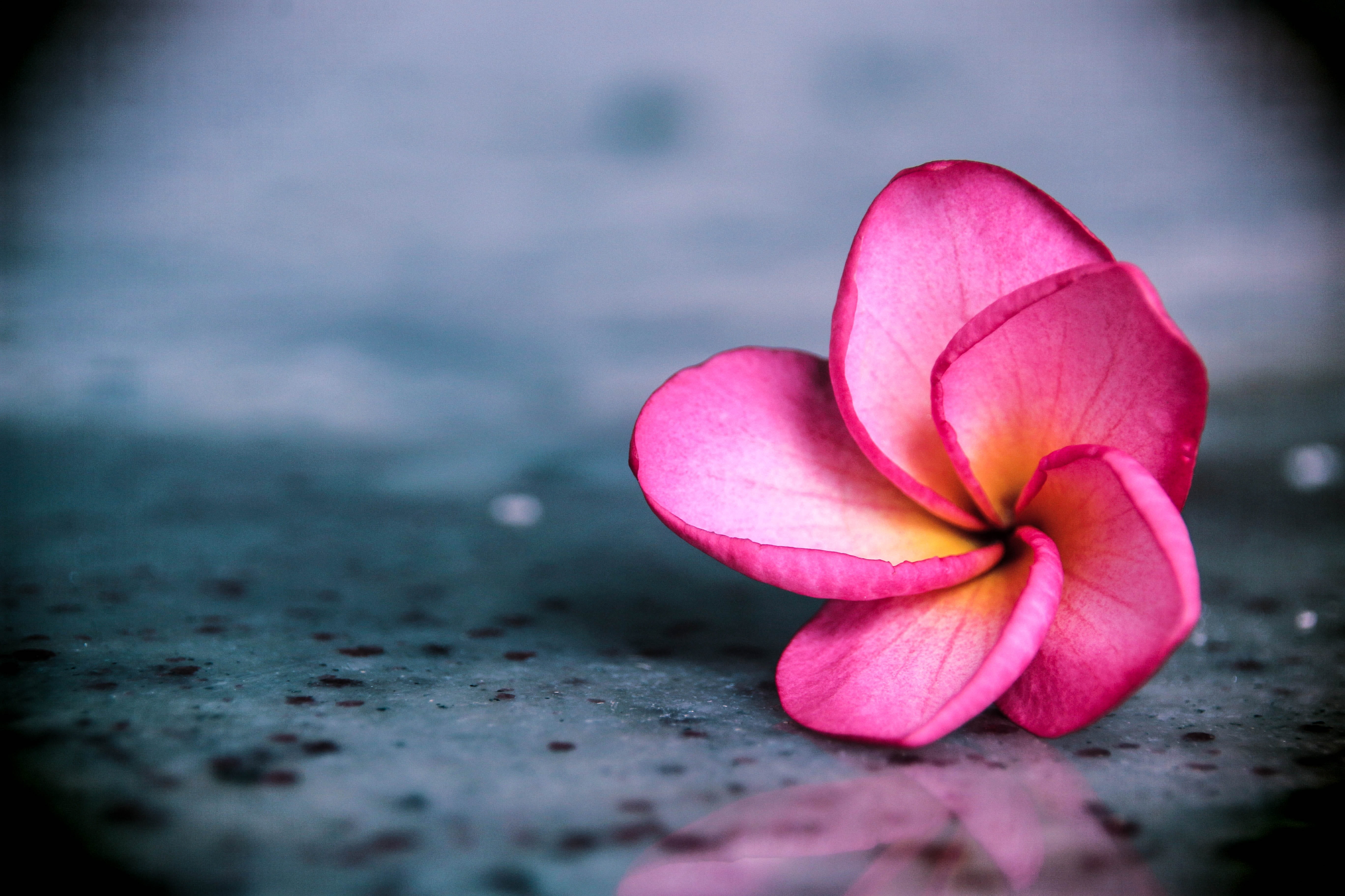 selective focus photography of pink adenium flower on floor Plumeria 2k 4k 5k