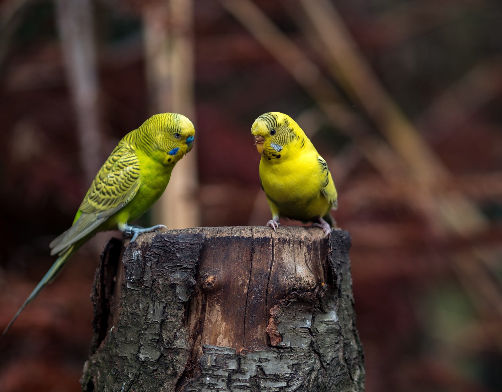 selective focus photography of two yellow budgerigars budgie 2k 4k 5k
