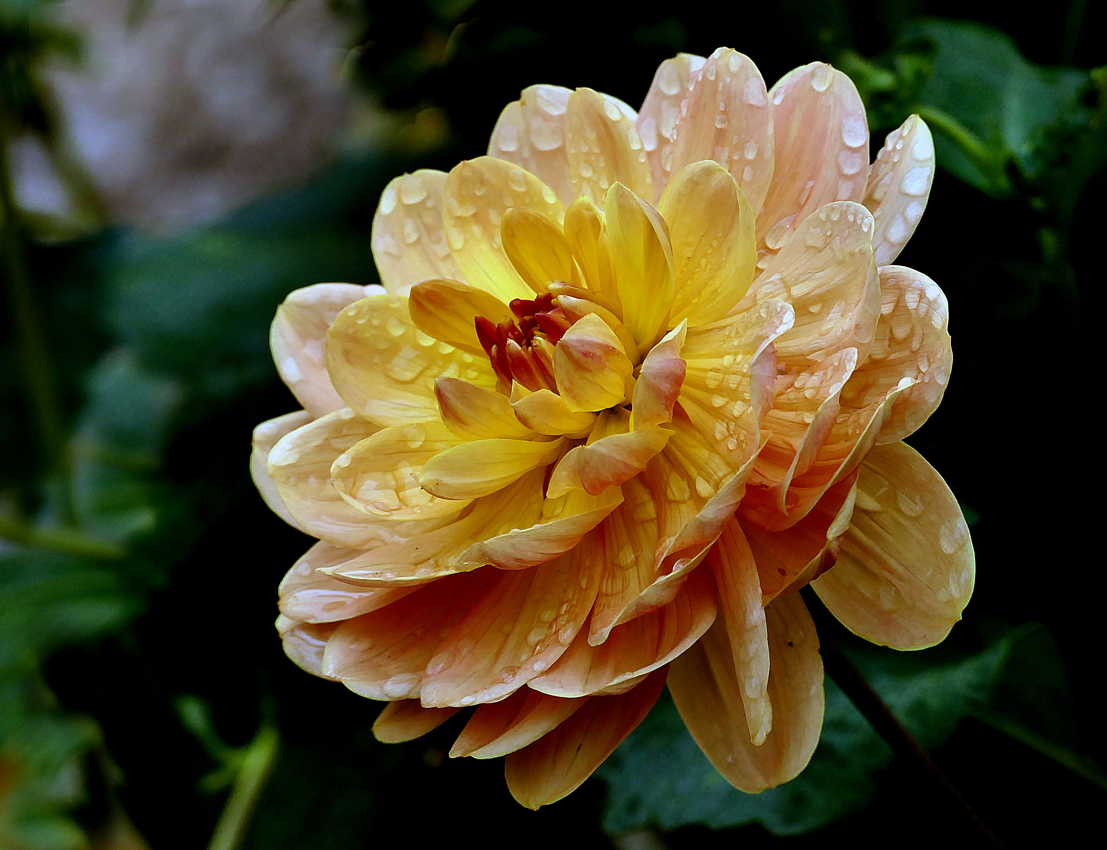 selective focus photography of yellow and pink petaled flowers dahlia 2k 4k