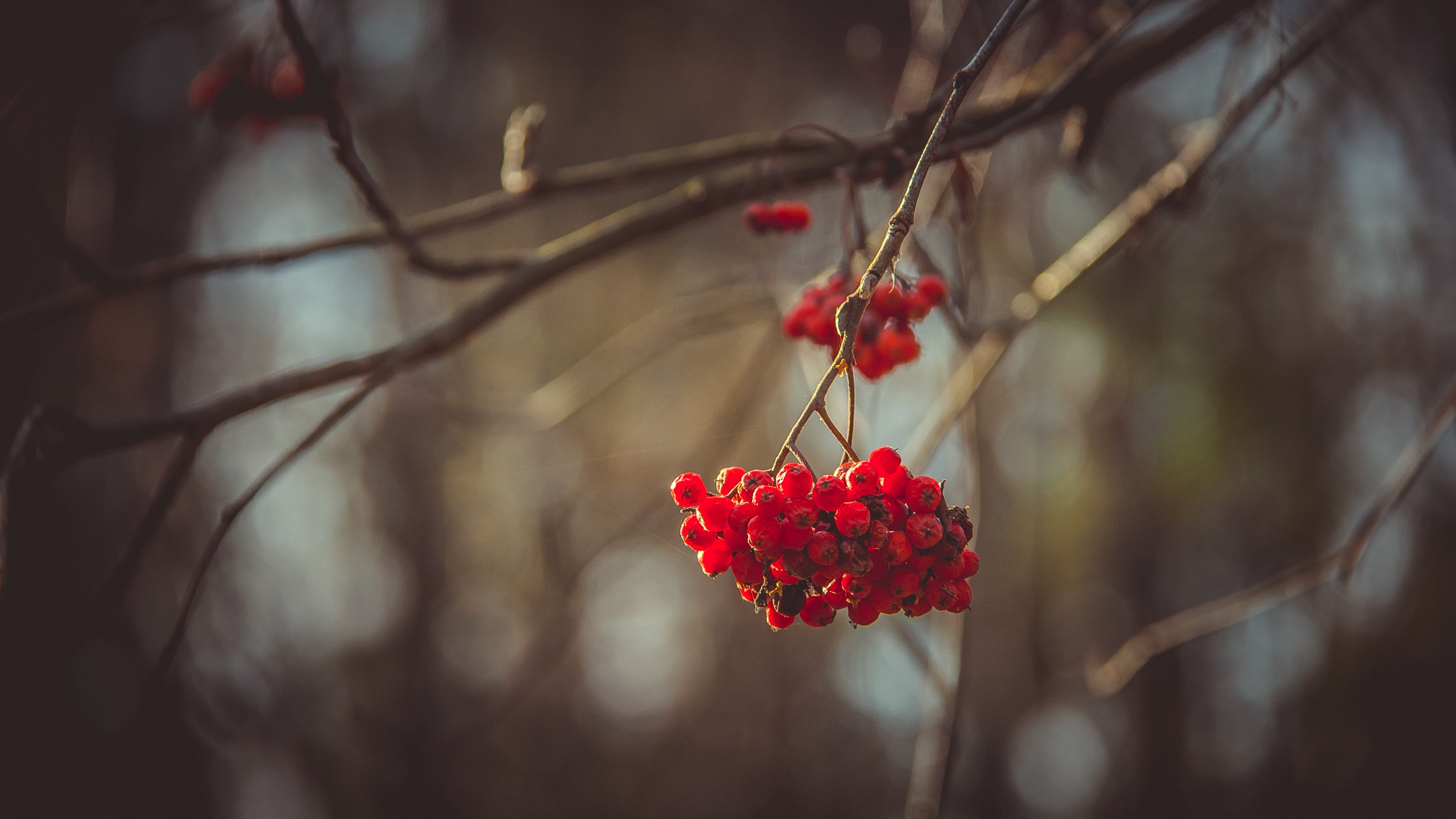 shallow focus photography of red berry Viburnum wallpaper 2k 4k 5k