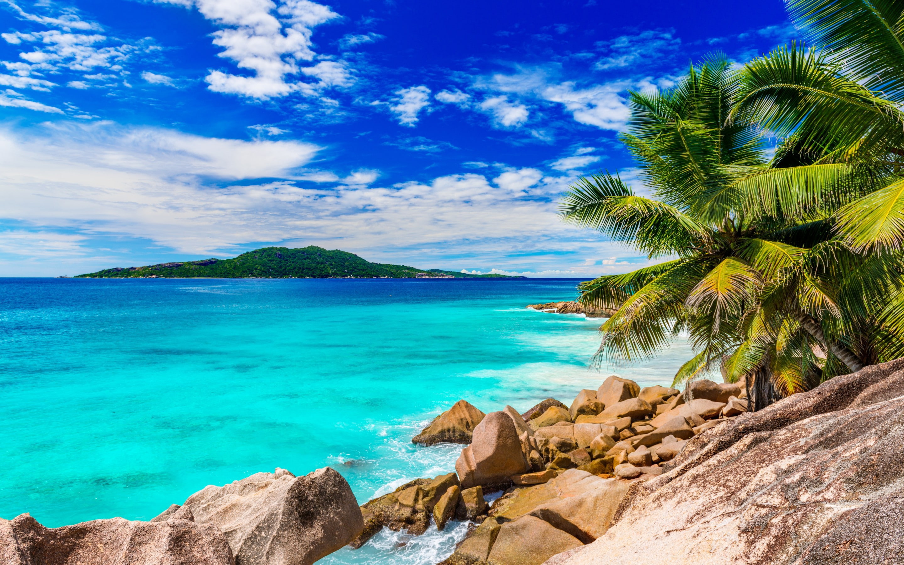 Summer beach sea coconut trees near ocean water scenery during daytime 2k