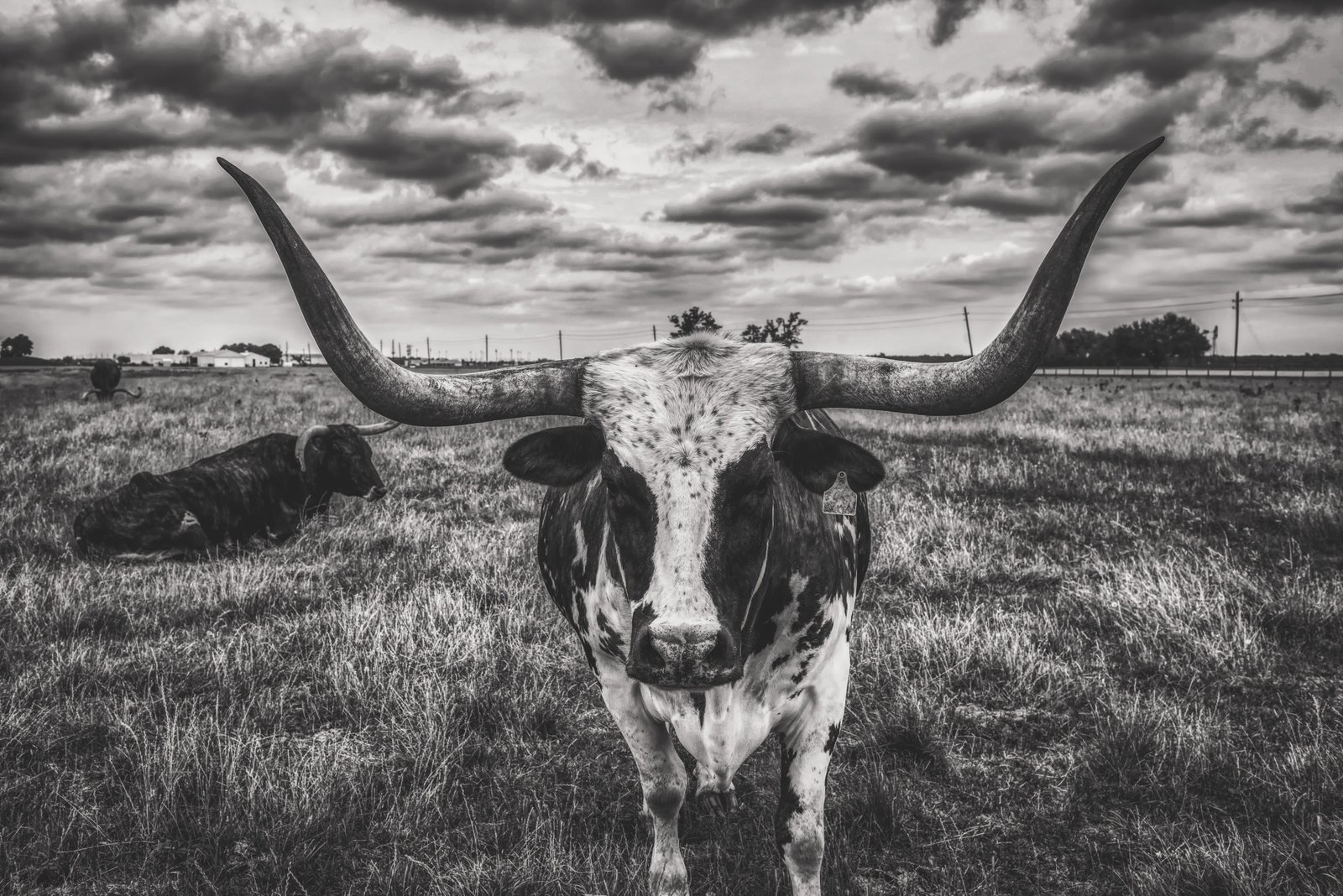 texas longhorn steer bull sky clouds landscape cattle 2k 4k