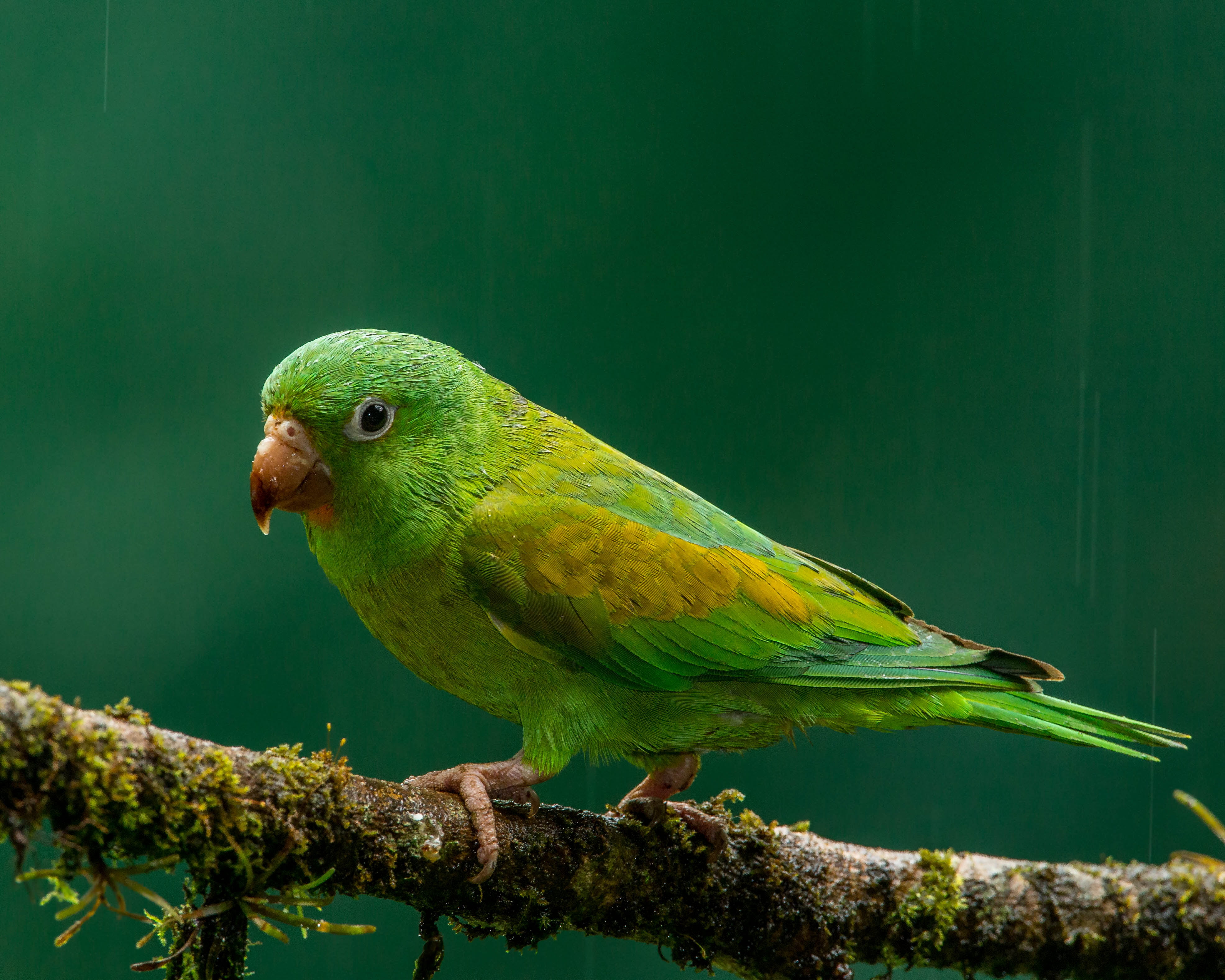 tilt shift lens photography of green bird Orange chinned Parakeet 2k 4k