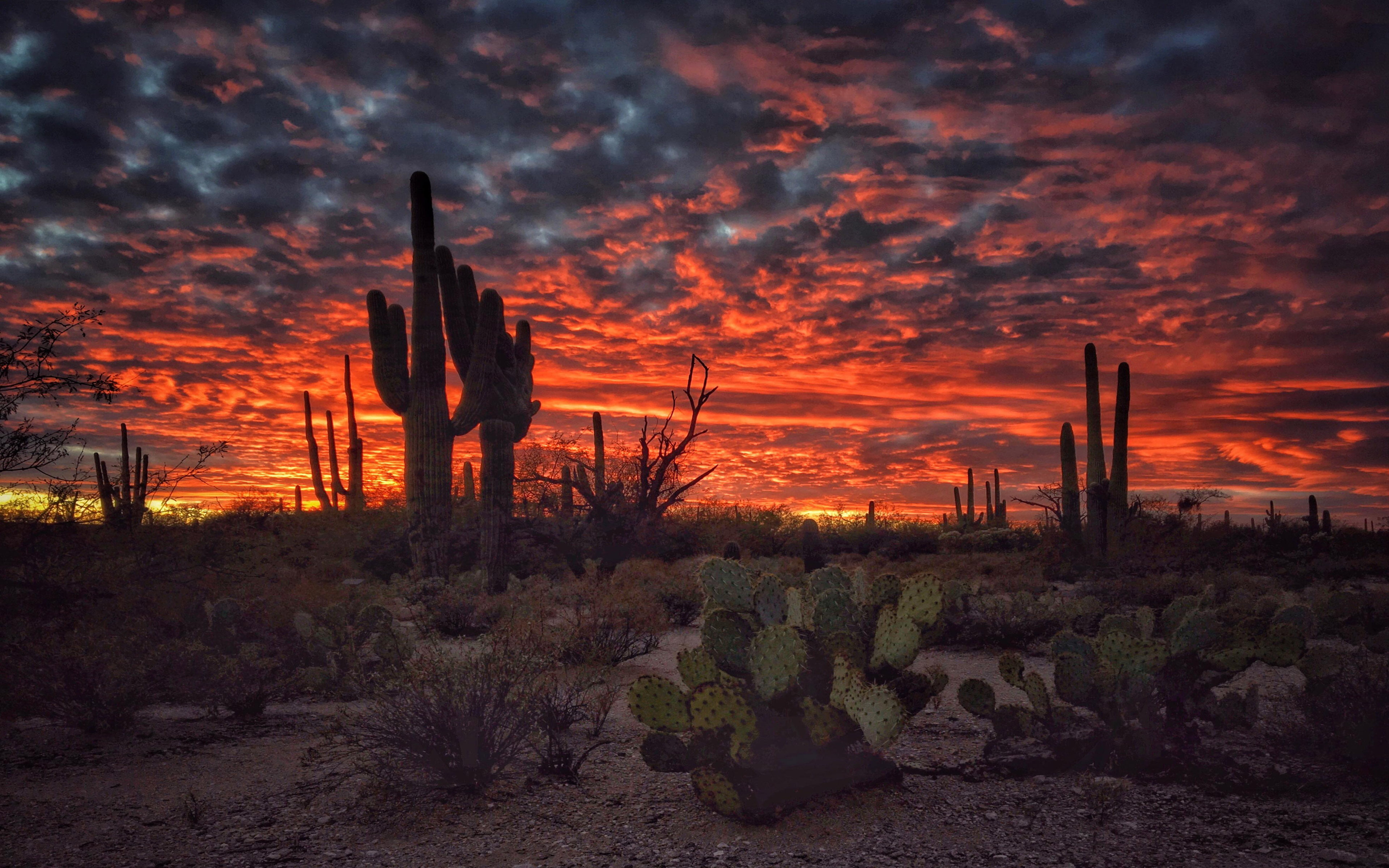 Tucson Arizona Sunset Flaming Sky Desert Landscape With Cactus Desktop Hd Wallpapers For Mobile Phones And Computer 2k 4k