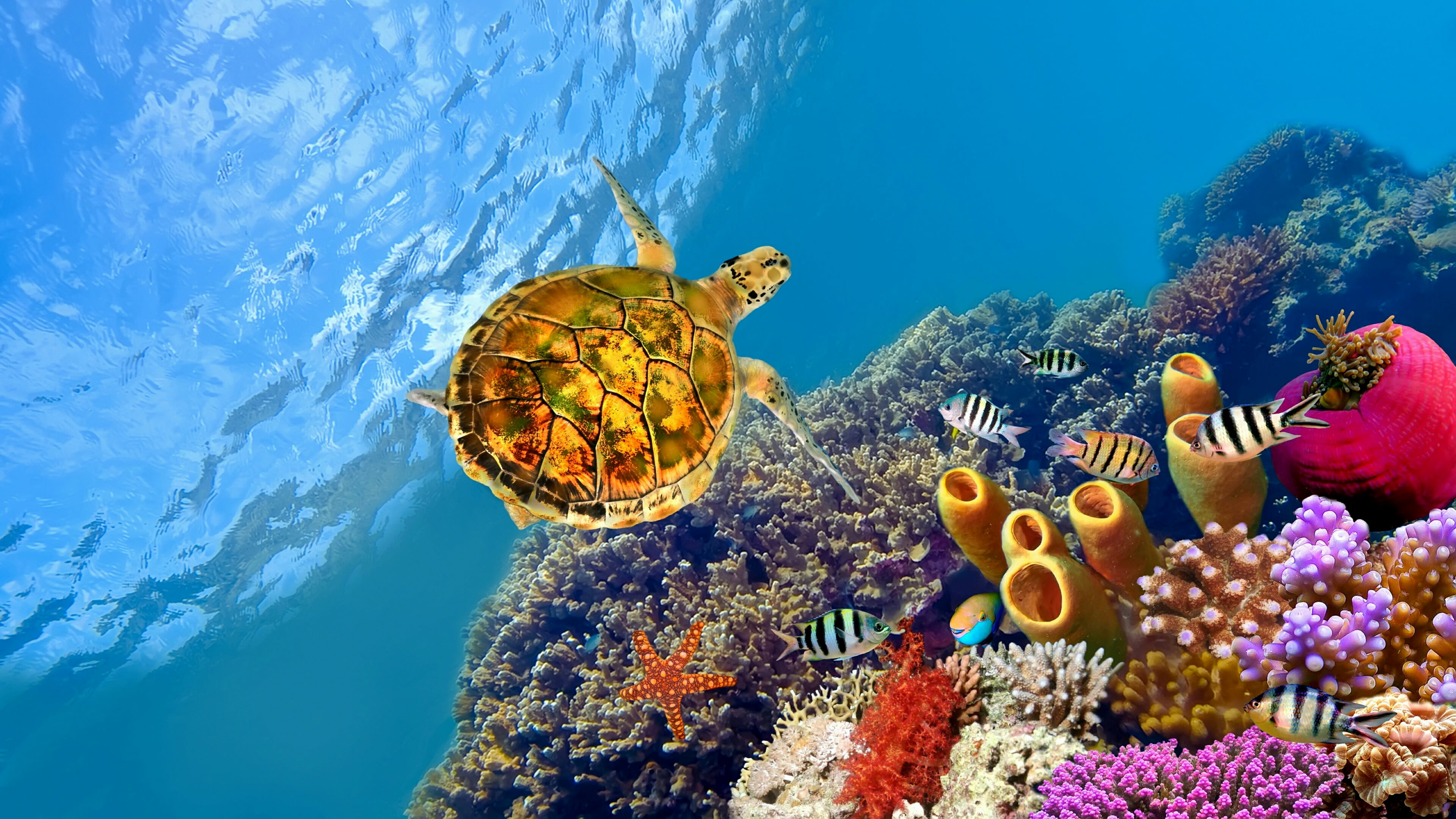 turtle sea underwater coral reef marine biology 2k 4k