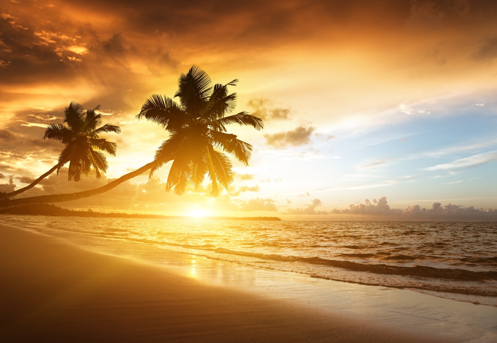 two green palm trees beach tropics sea sand sunset evening 2k 4k 5k