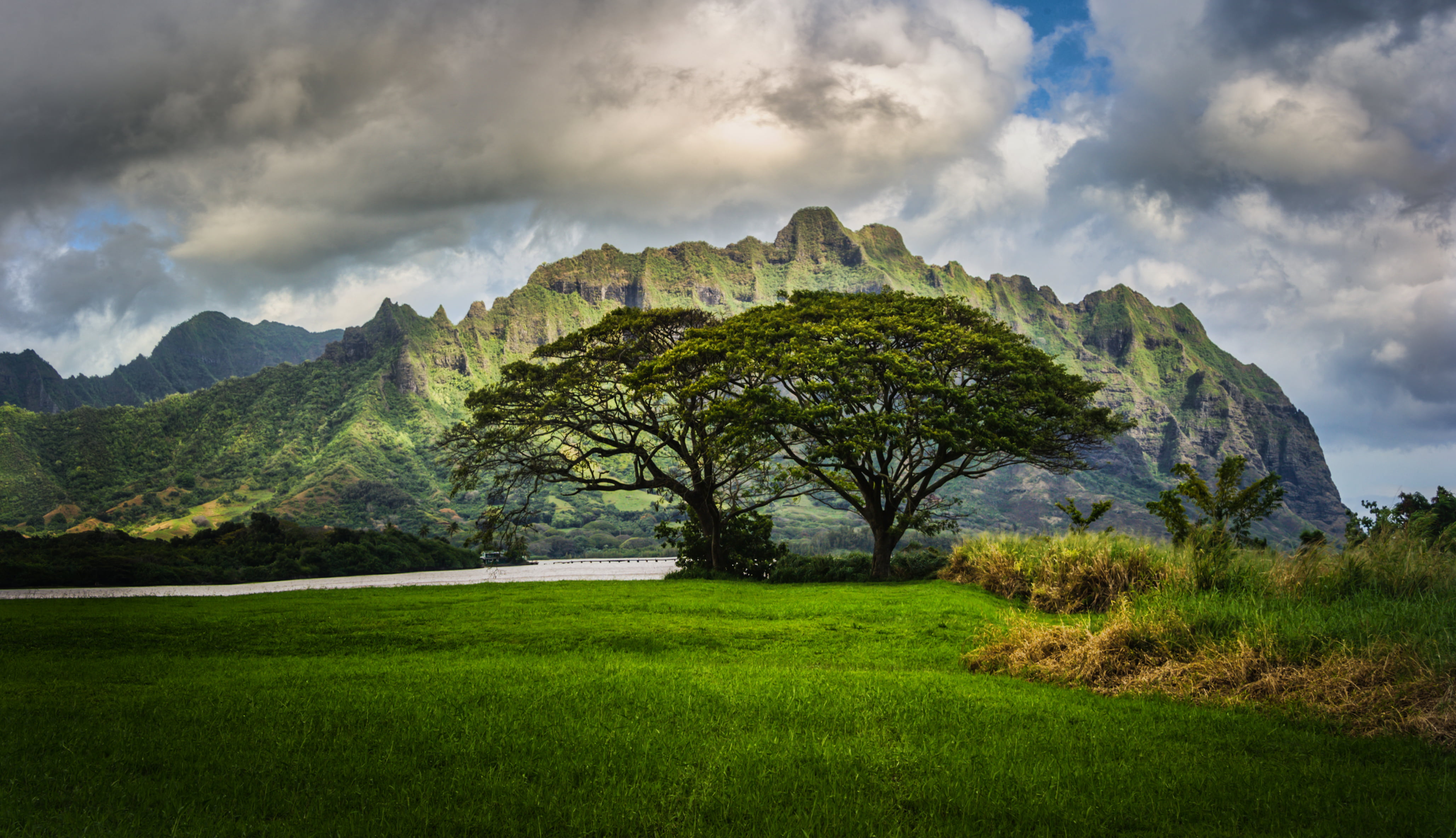 two trees on green grass under white clouds during daytimne Lost 2k 4k
