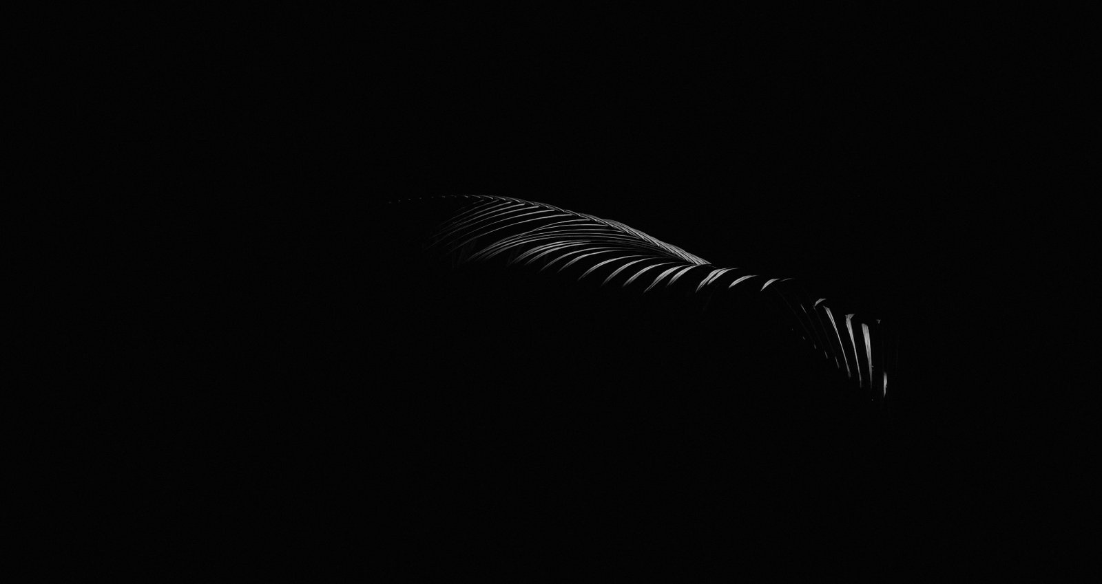 untitled minimal black dark palm plant leaf natural light 2k 4k 5k
