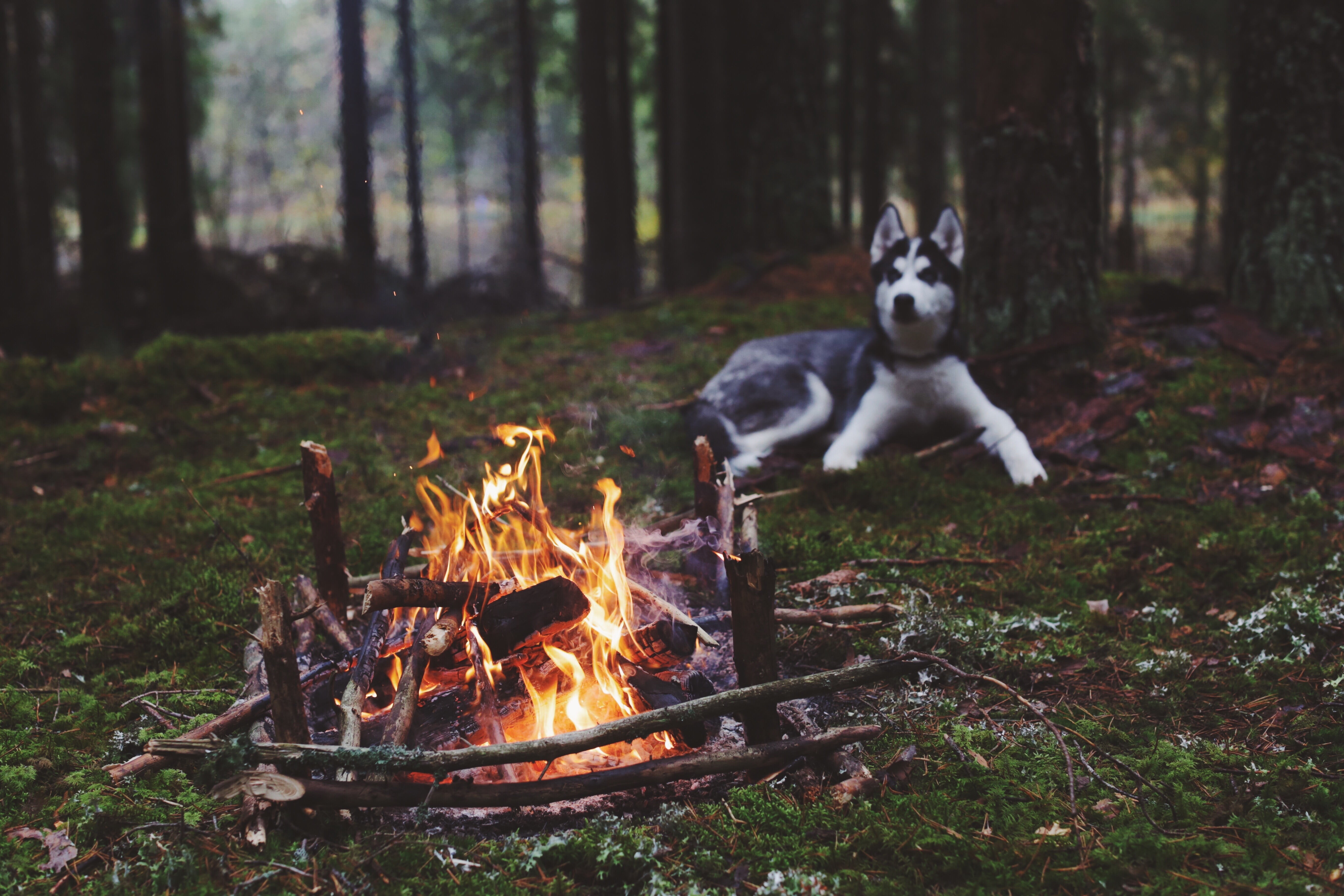 adult black and white Siberian husky dog forest fireplace 2k 4k 5k