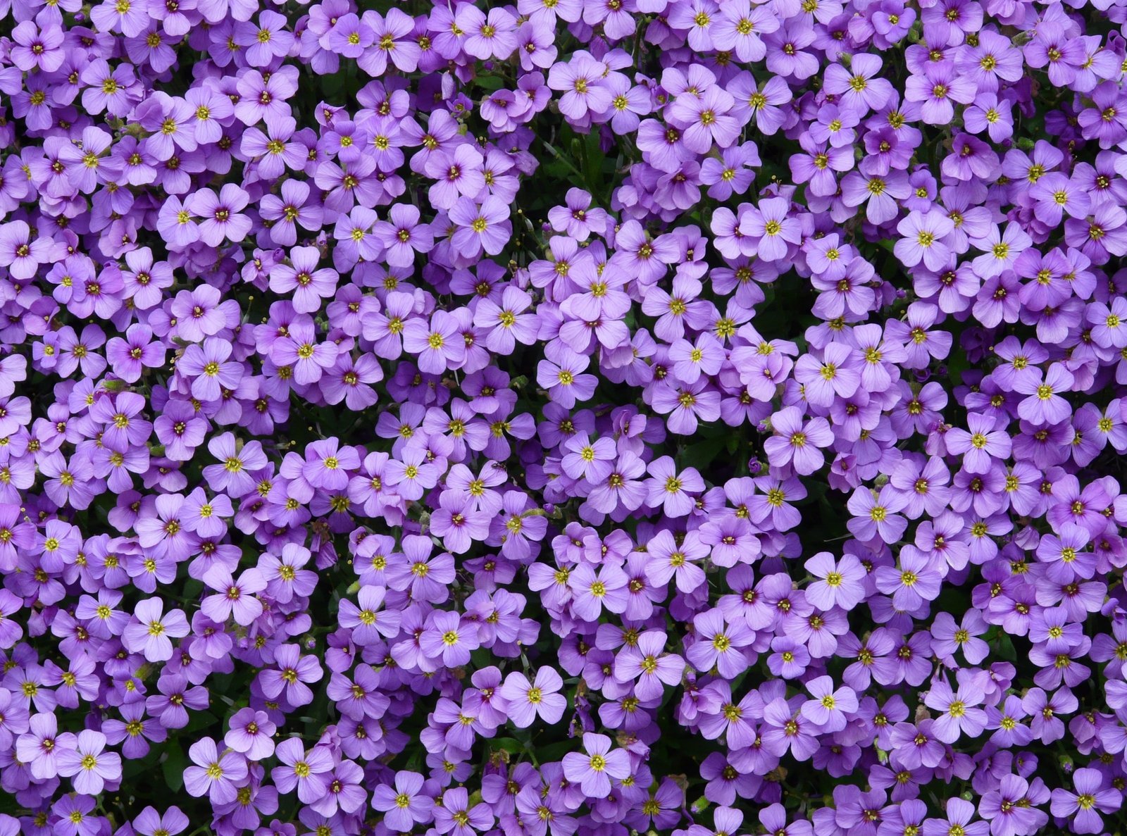 Aubrieta Flowers Nature Blue Colorful Beautiful Purple Spring 2k
