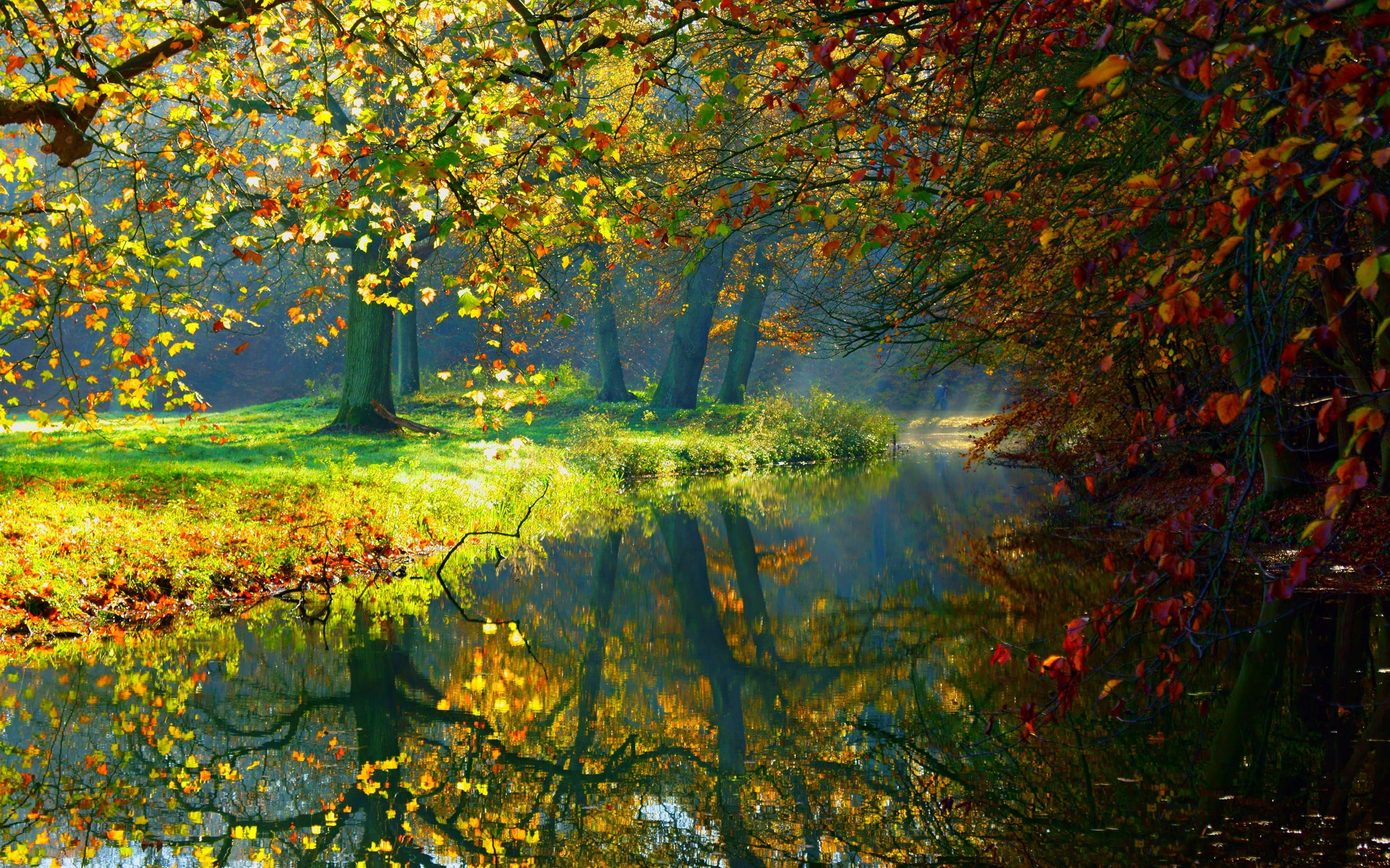 Autumn river trees nature scenery sunlight 2k