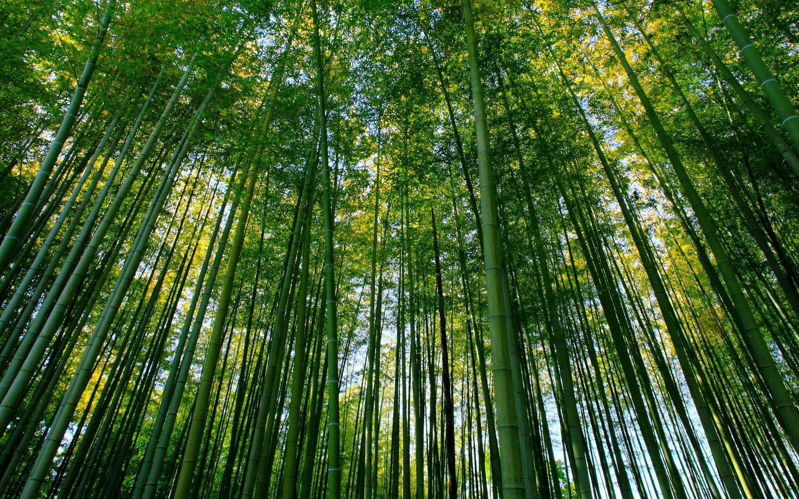 Bamboo Forest Nature Green Scenery 2k