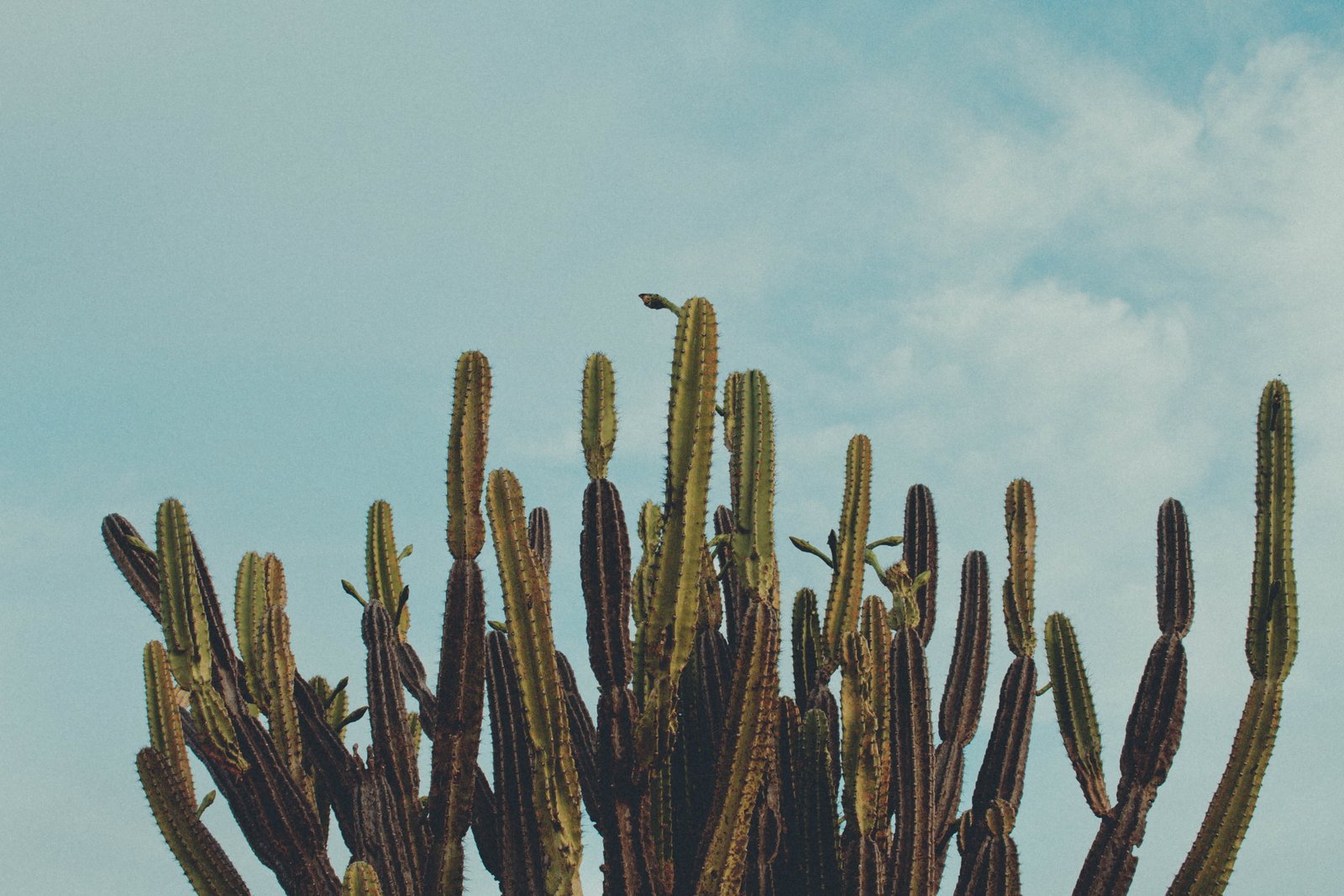 cactus cacto plants trees brazil nordeste nature growth 2k 4k 5k