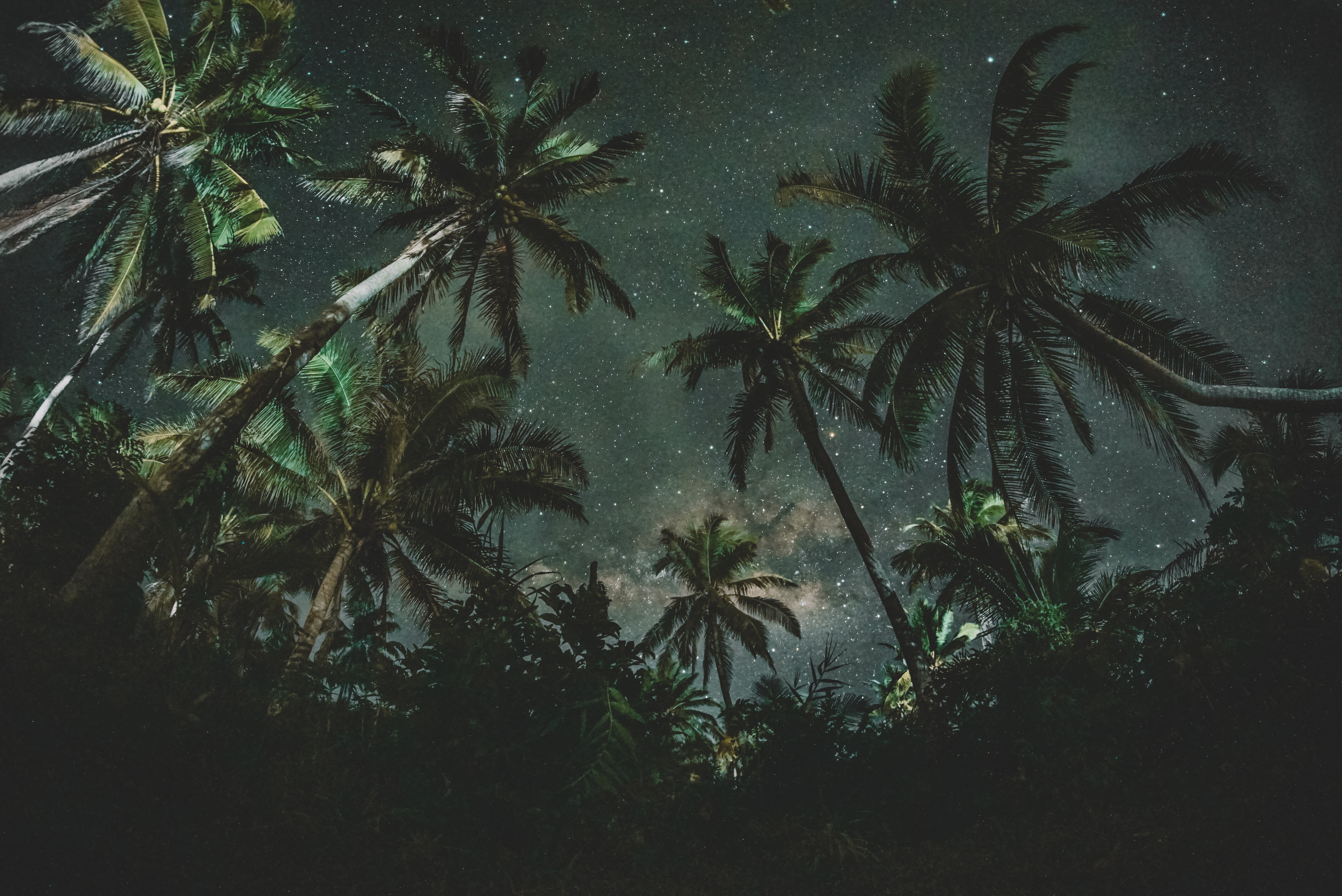 coconut trees nature starry night palm dark tropical Climate 2k 4k
