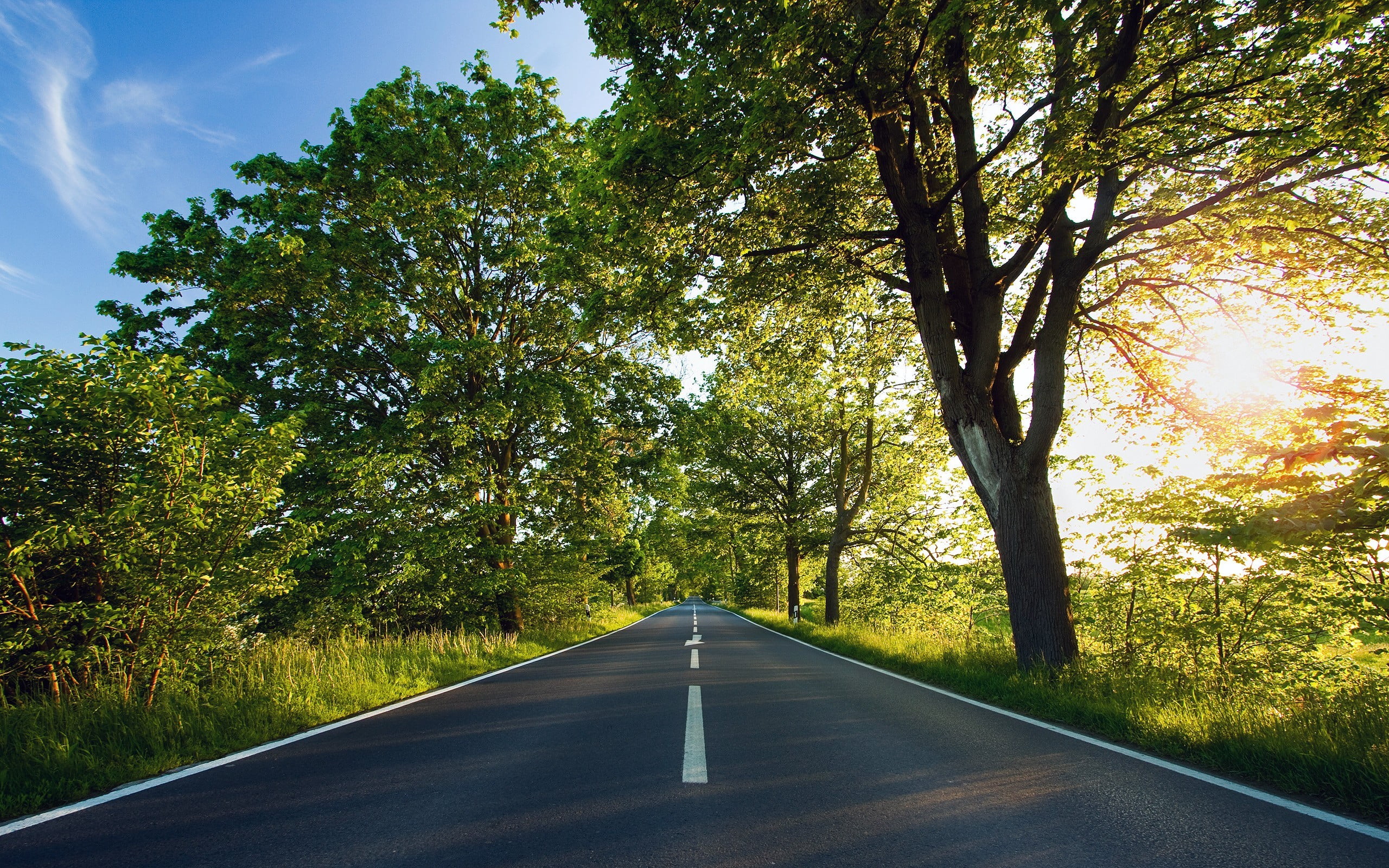 concrete road between trees landscape field sunlight nature 2k