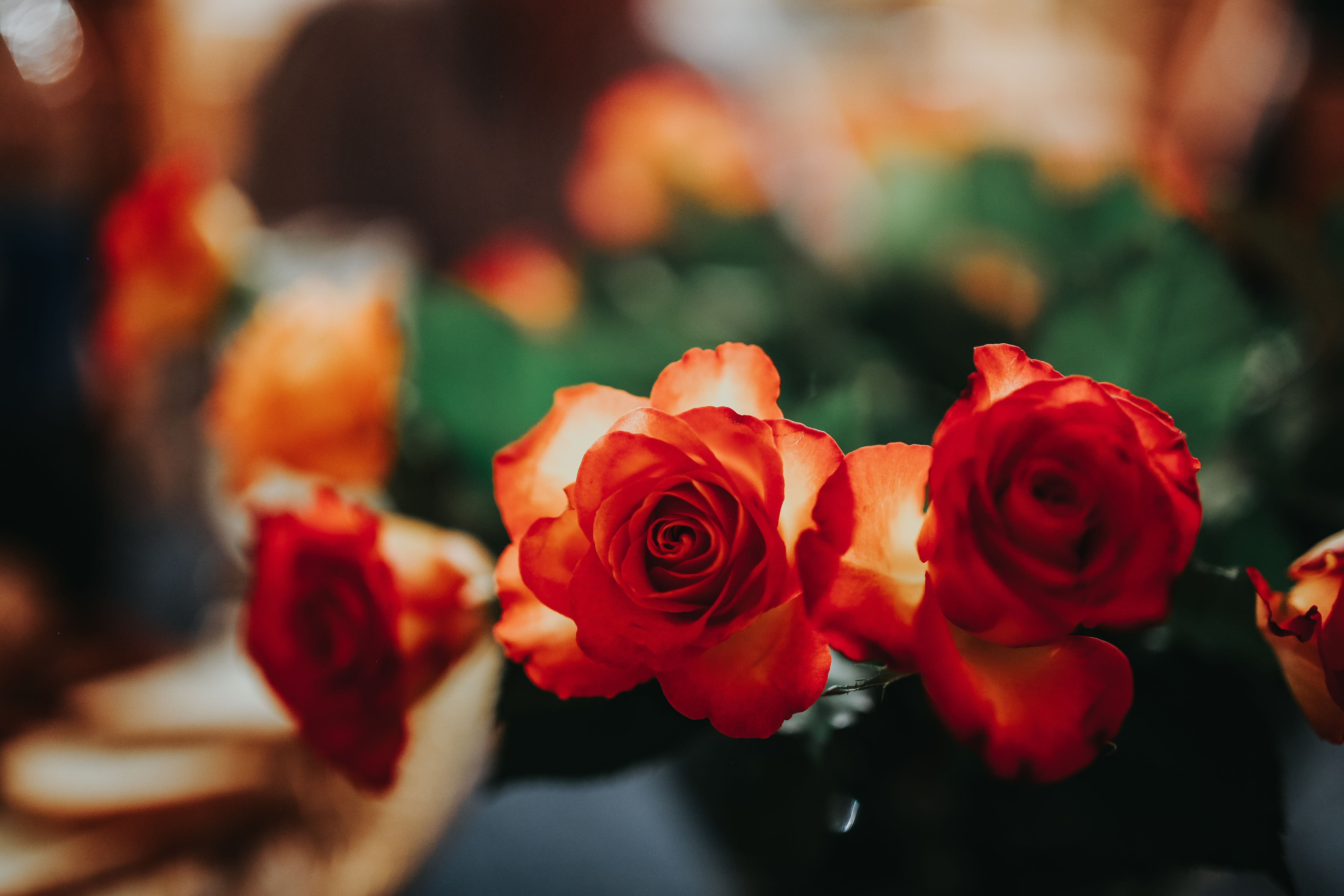 Flowers arranged in a beautiful bouquet flora pretty arrangement 2k 4k 5k