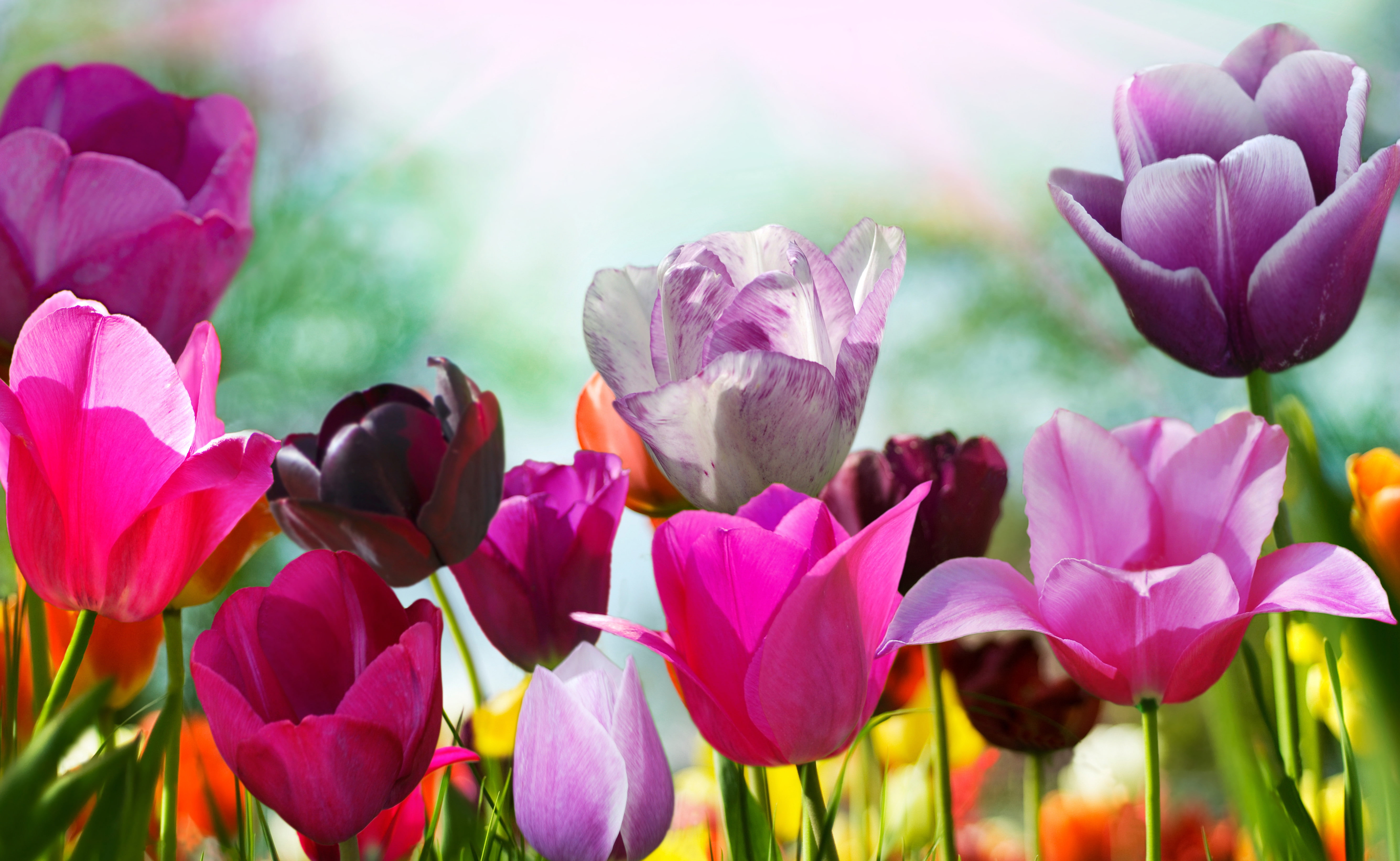 Flowers Tulips HD WALLAPERS 2k 4k 5k