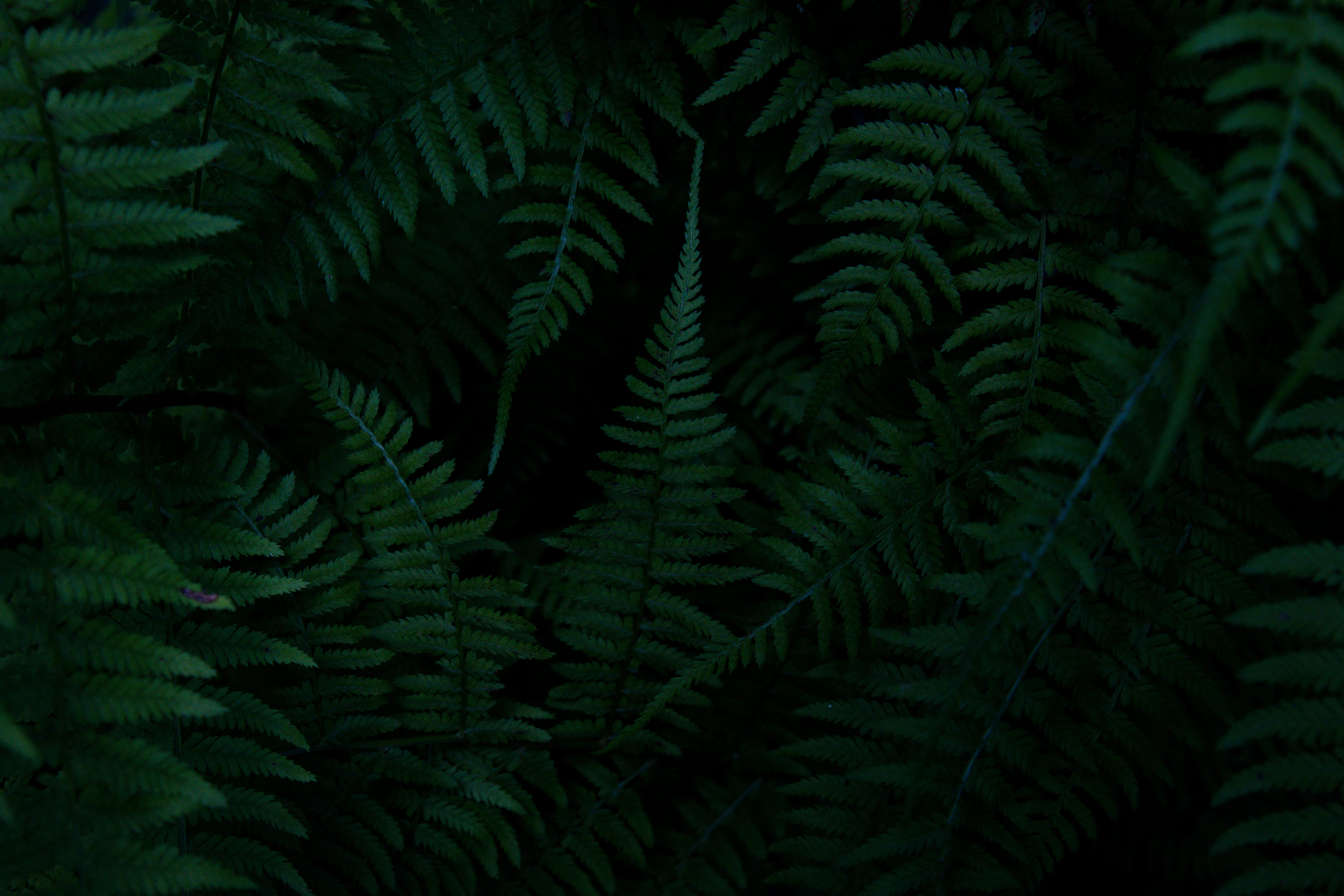 green fern plants foliage nature forest wood dark texture 2k 4k 5k