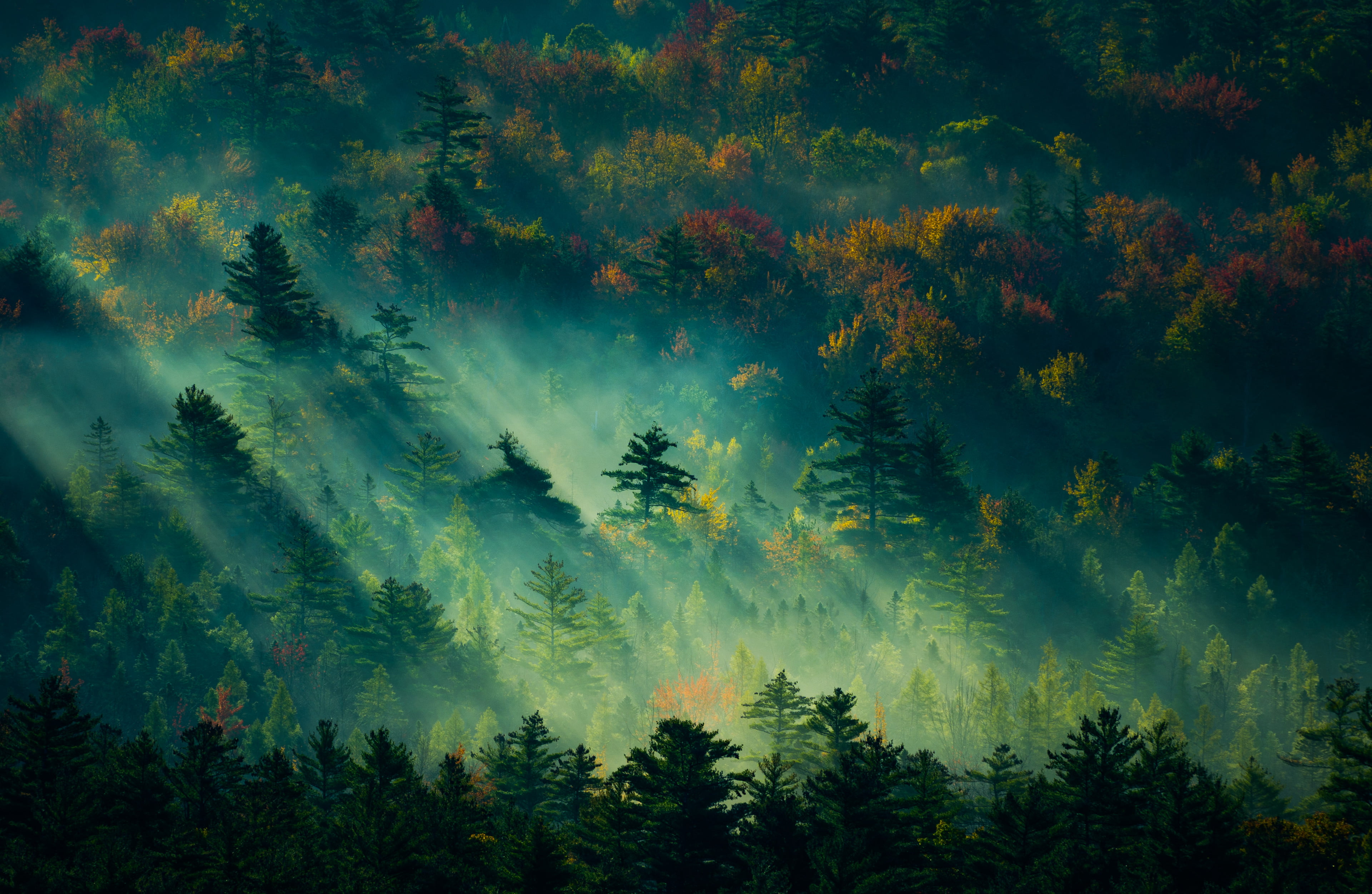 green trees painting at daytime landscape mist 2k 4k