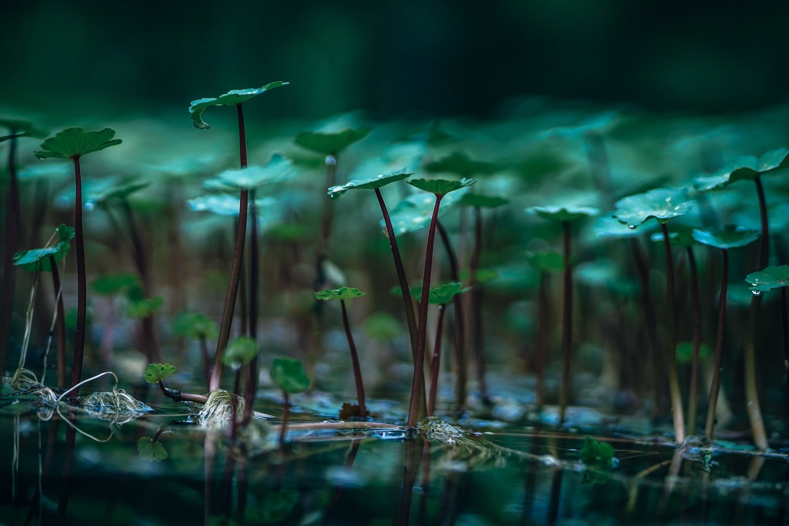 light nature water summer aquatic plants background beautiful 2k 4k 5k