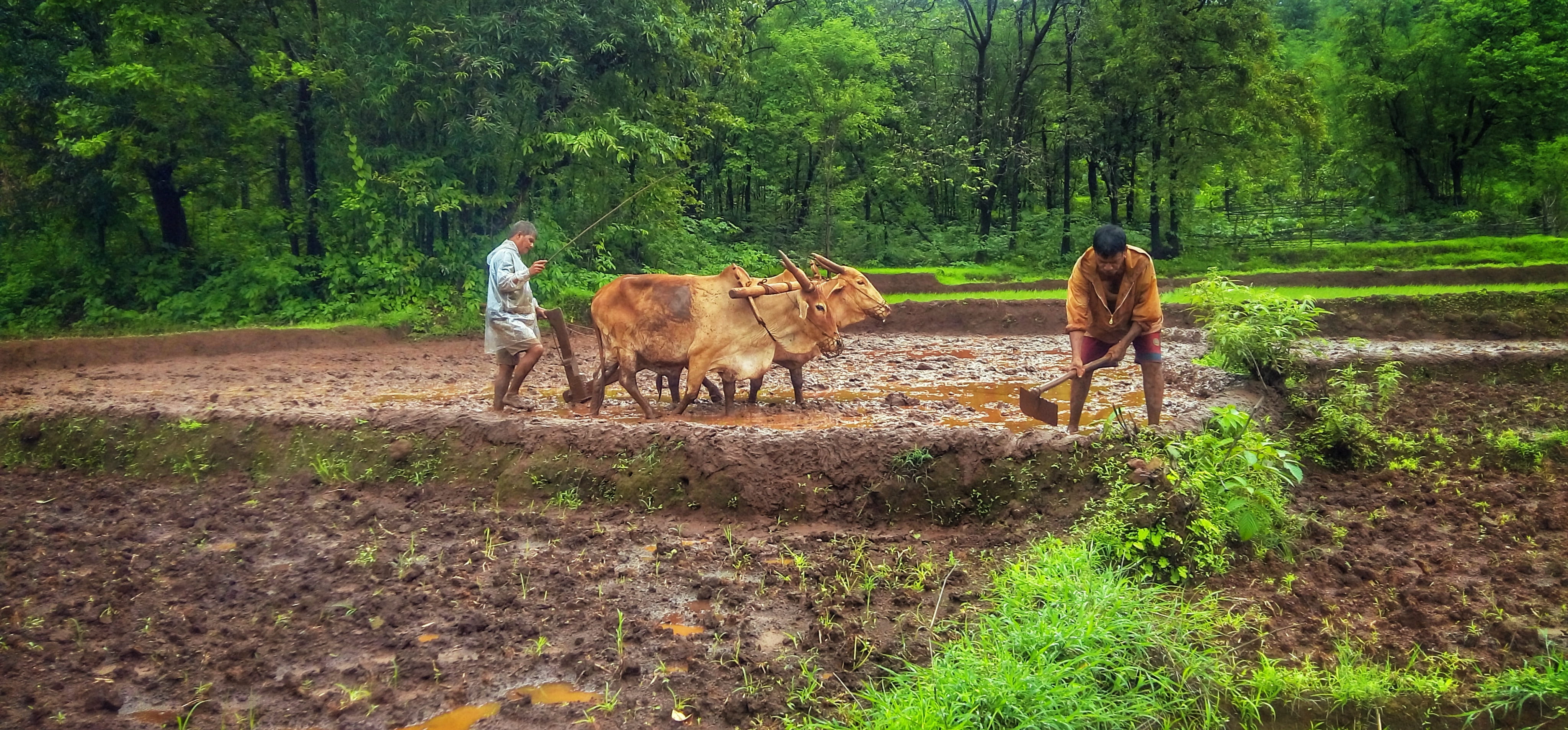 man walking with his cattle on farm nature kokan sindhudurg 2k 4k