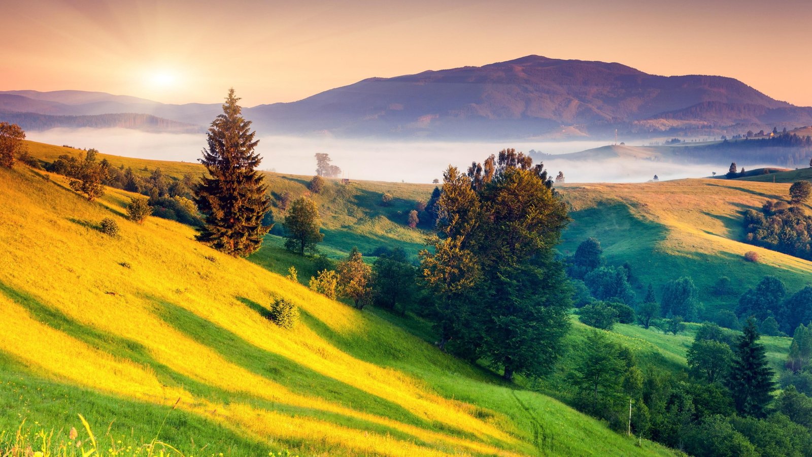 meadow transcarpathia europe ukraine carpathians sunlight 2k 4k