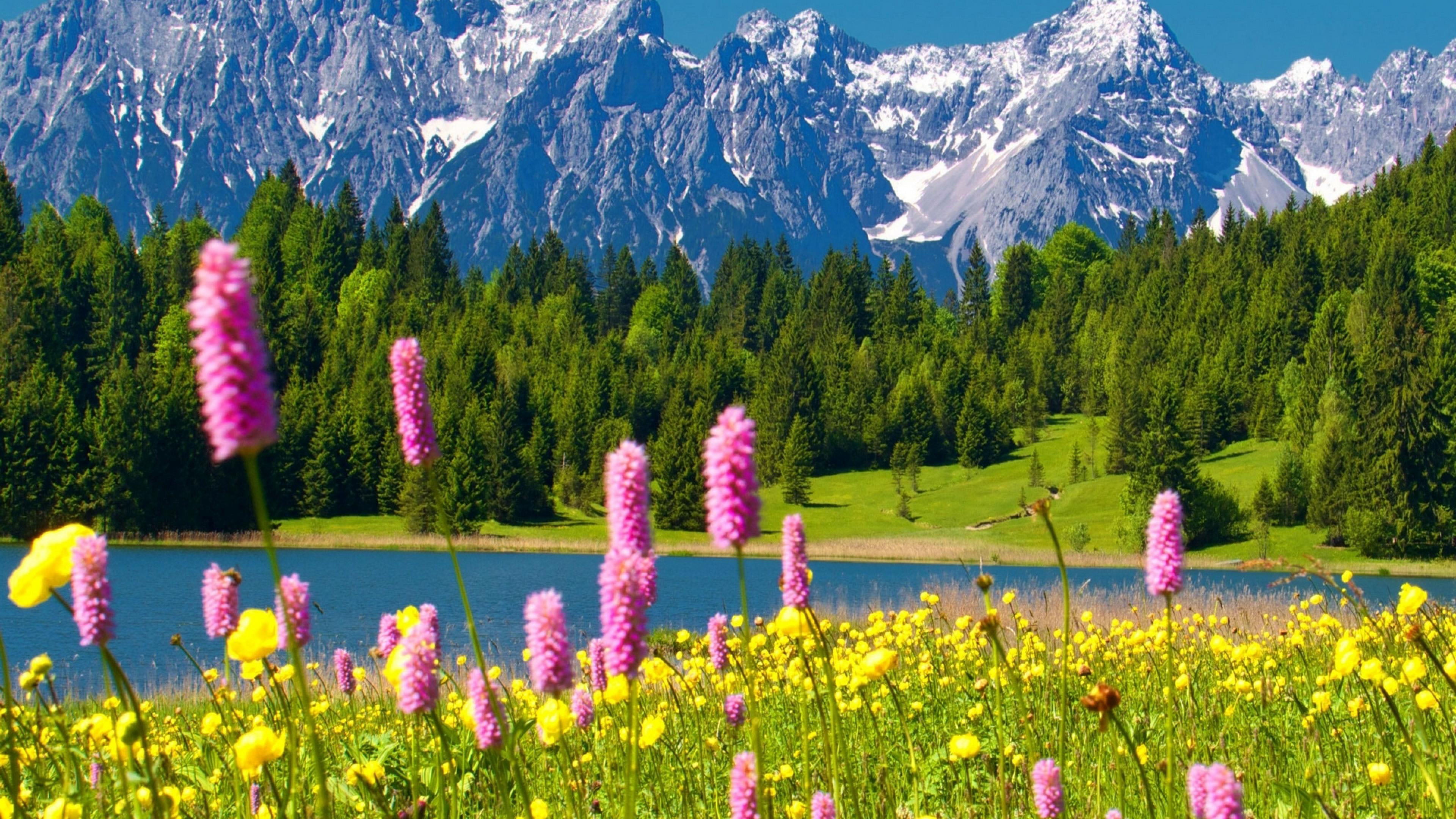 nature flower spring flowers plant summer april floral 2k 4k