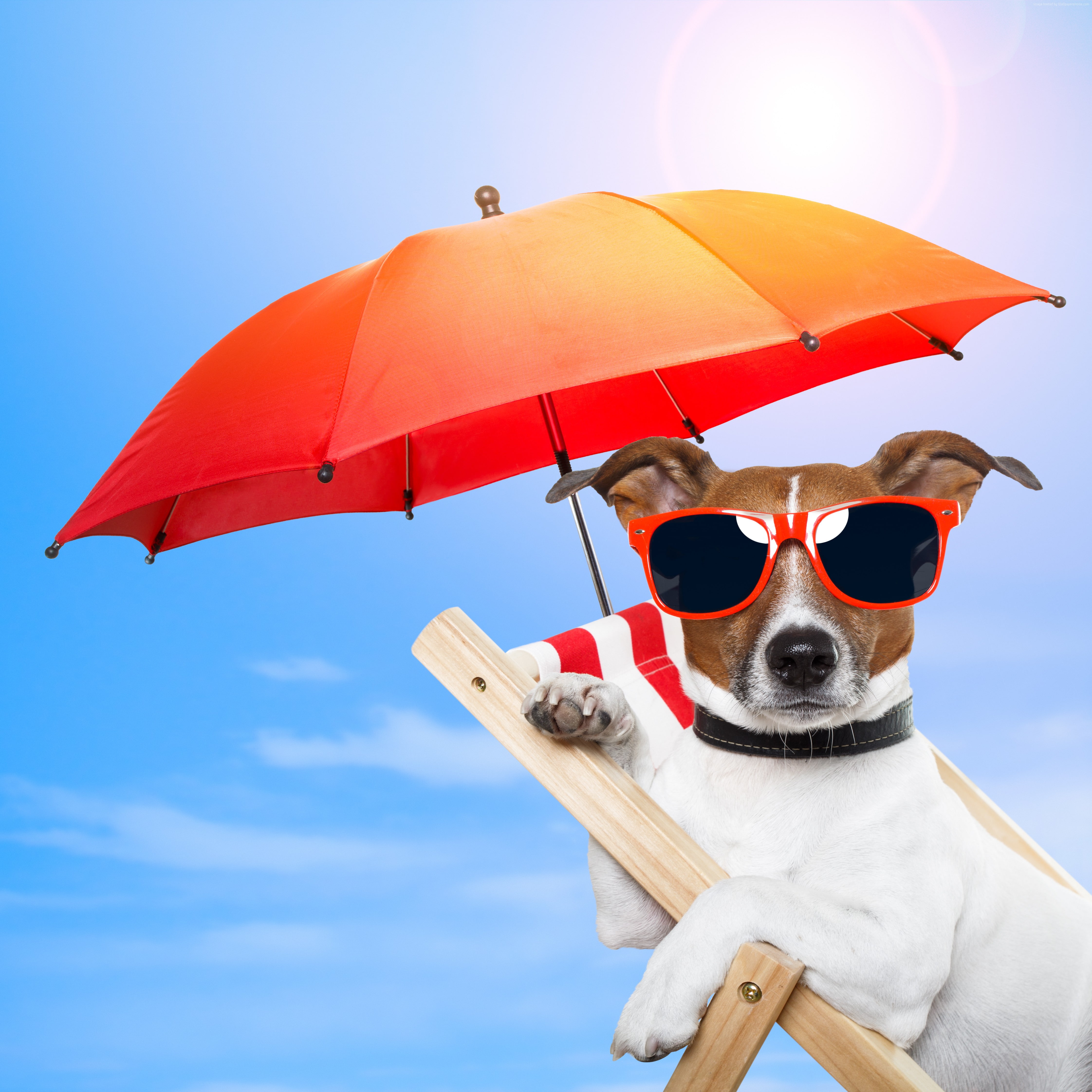pet sun animal sky Dog sunglasses beach umbrella 2k 4k