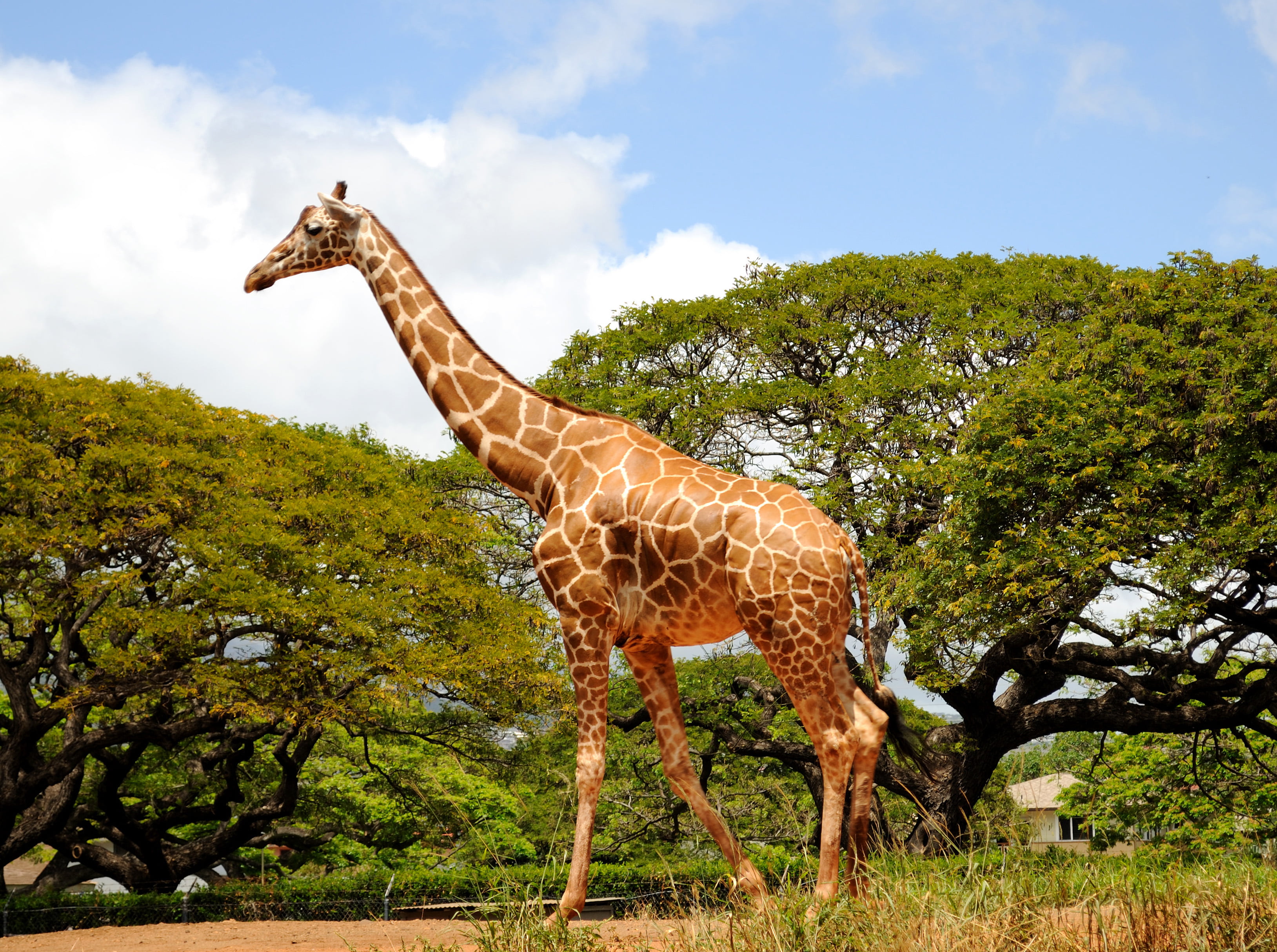 photo of Giraffe giraffe honolulu zoo oahu animal nature 2k