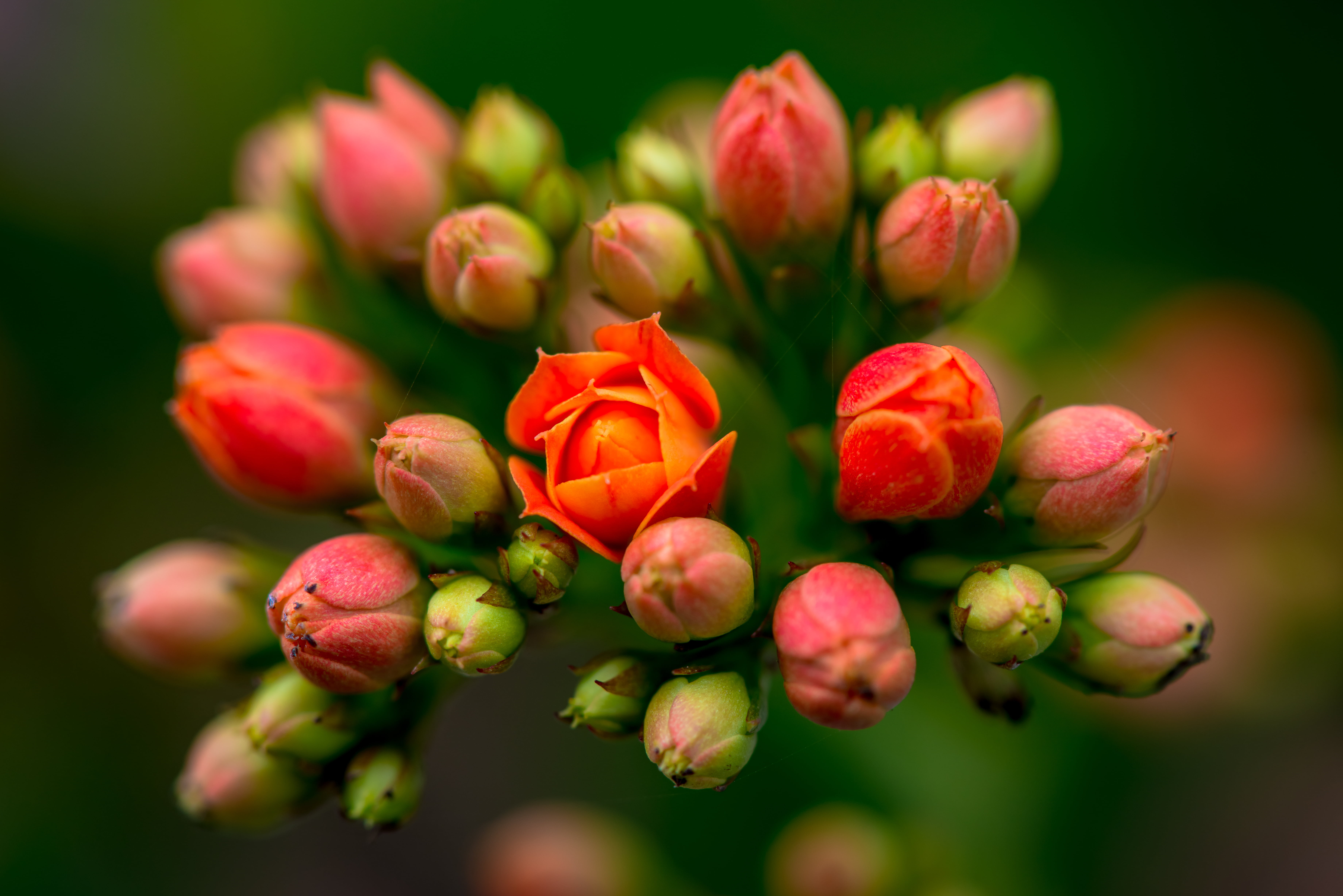 pink and red buds flowers nature plant close up petal 2k 4k 5k