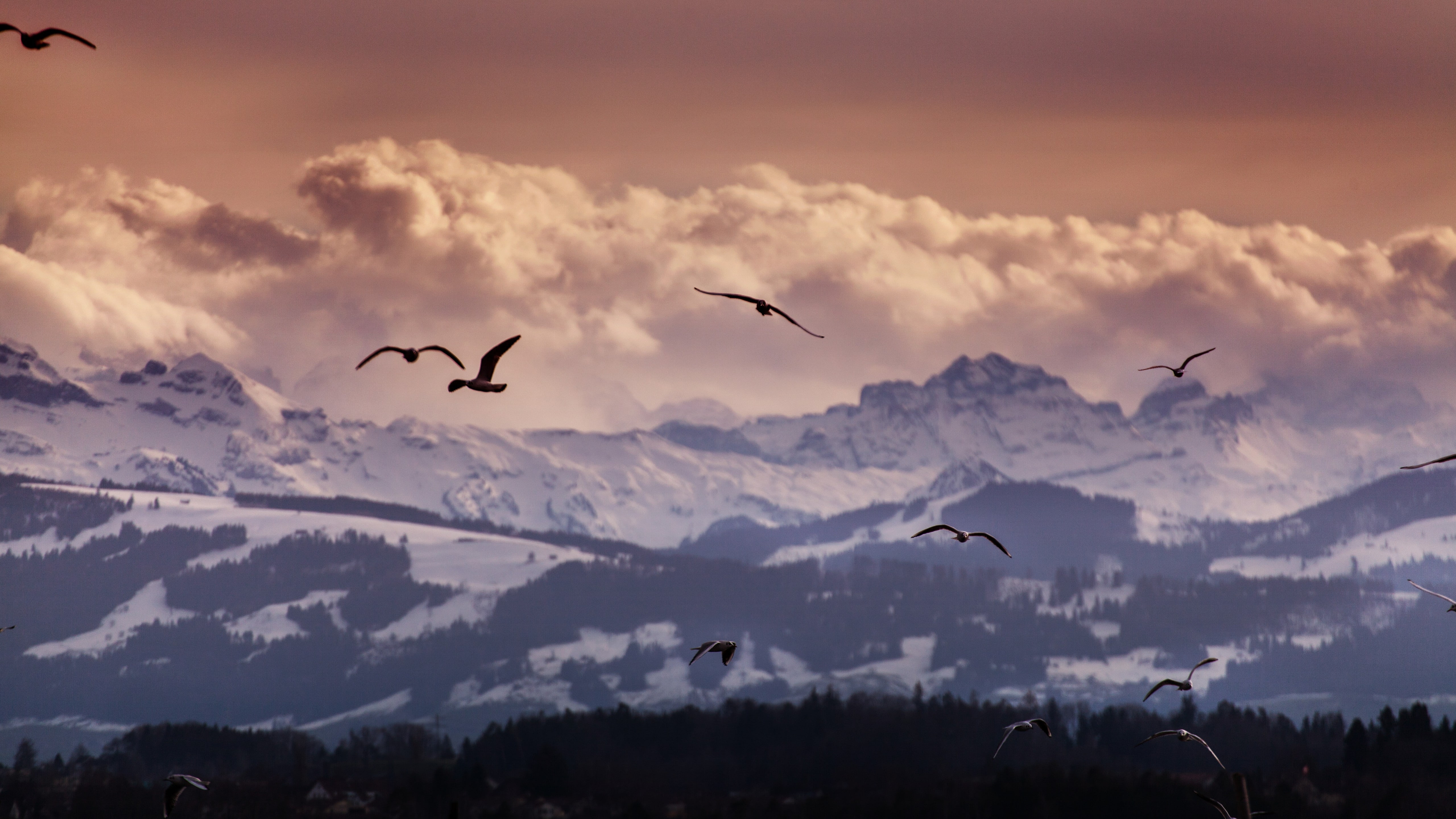 silhouette of flock birds Switzerland wallpaper 2k 4k 5k