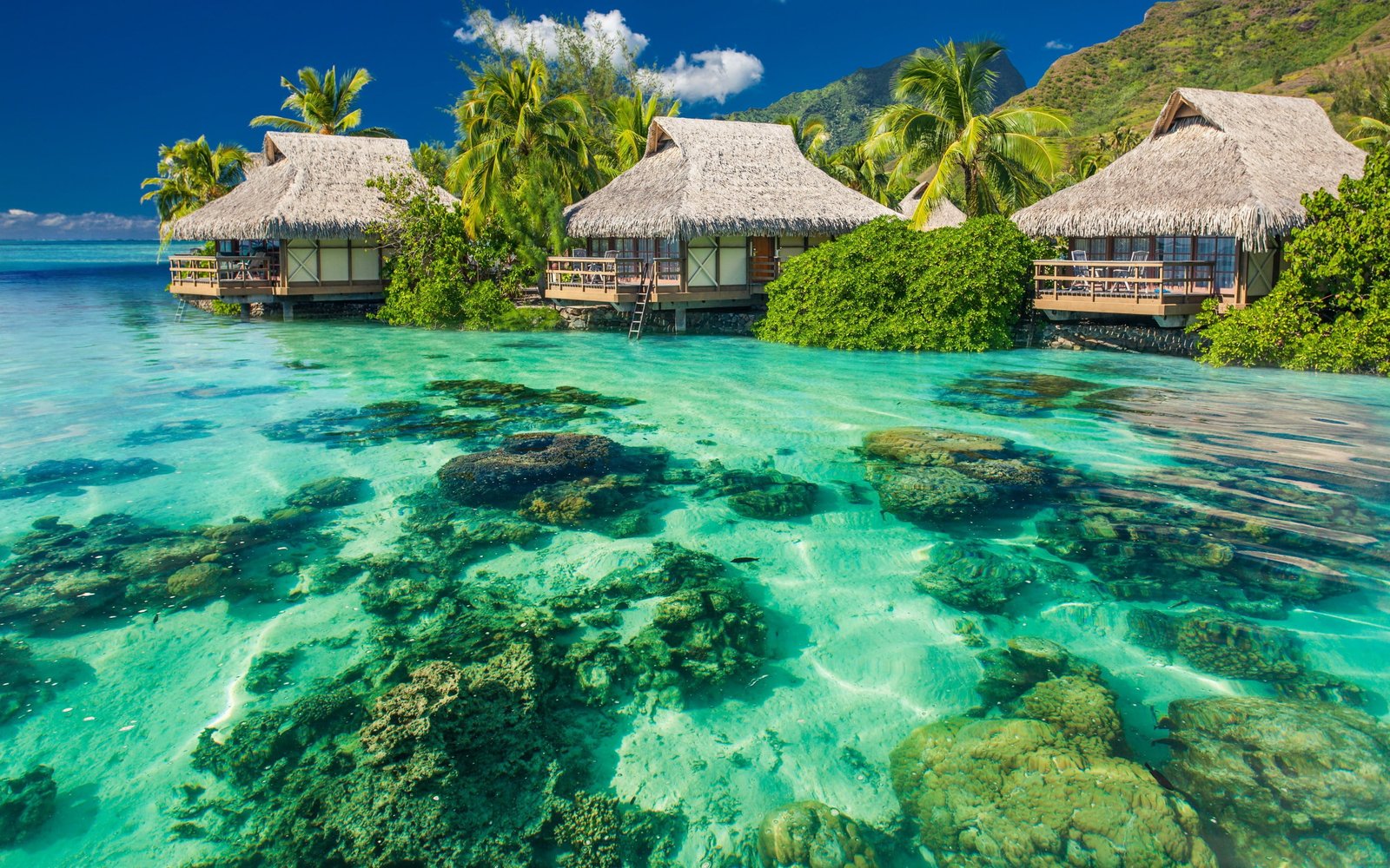 Summer paradise tropical beach palms Sea Ocean sunshine 2k
