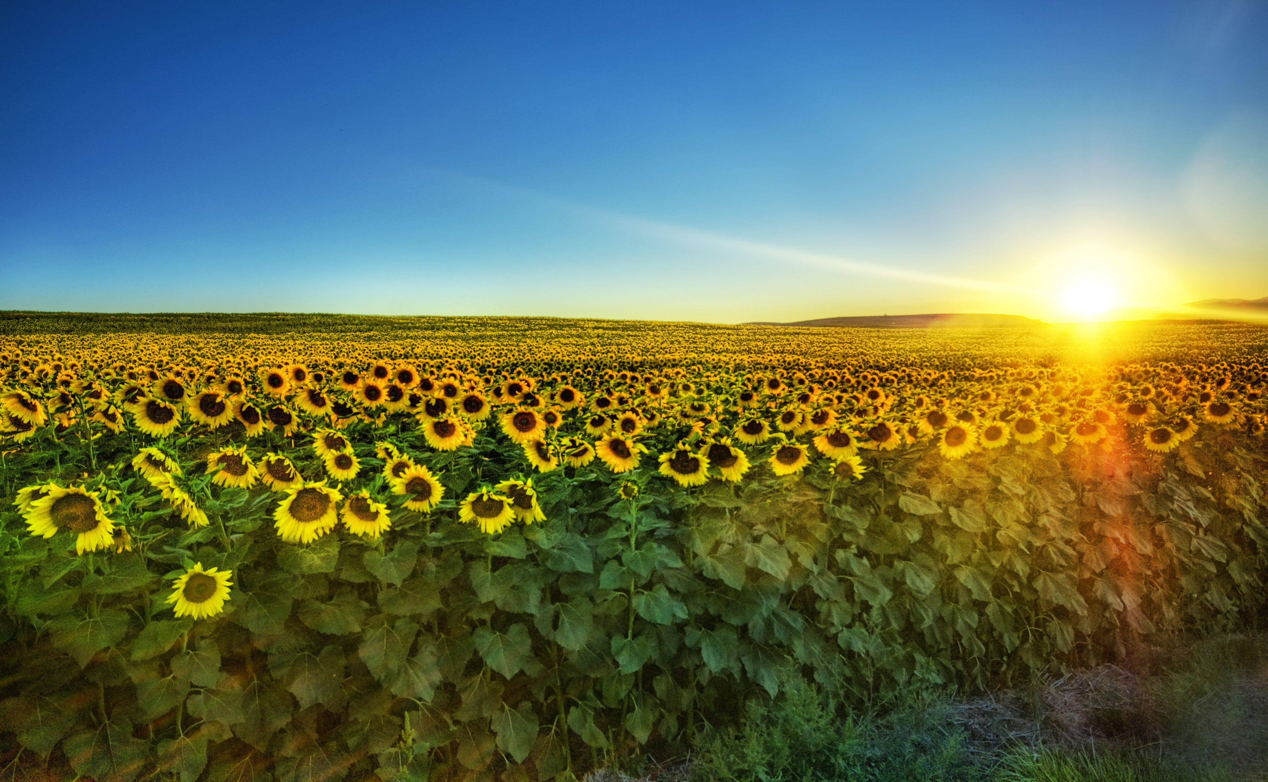 sunflower field across horizon during sunrise sunflowers 2k 4k