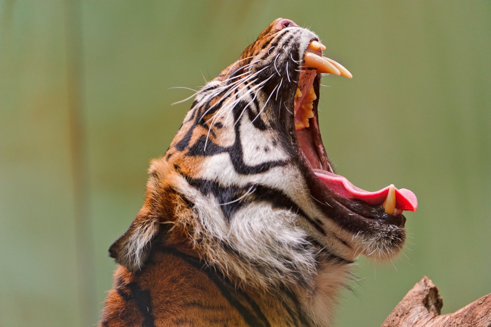 tiger roaring during daytime II yawning open mouth 2k 4k