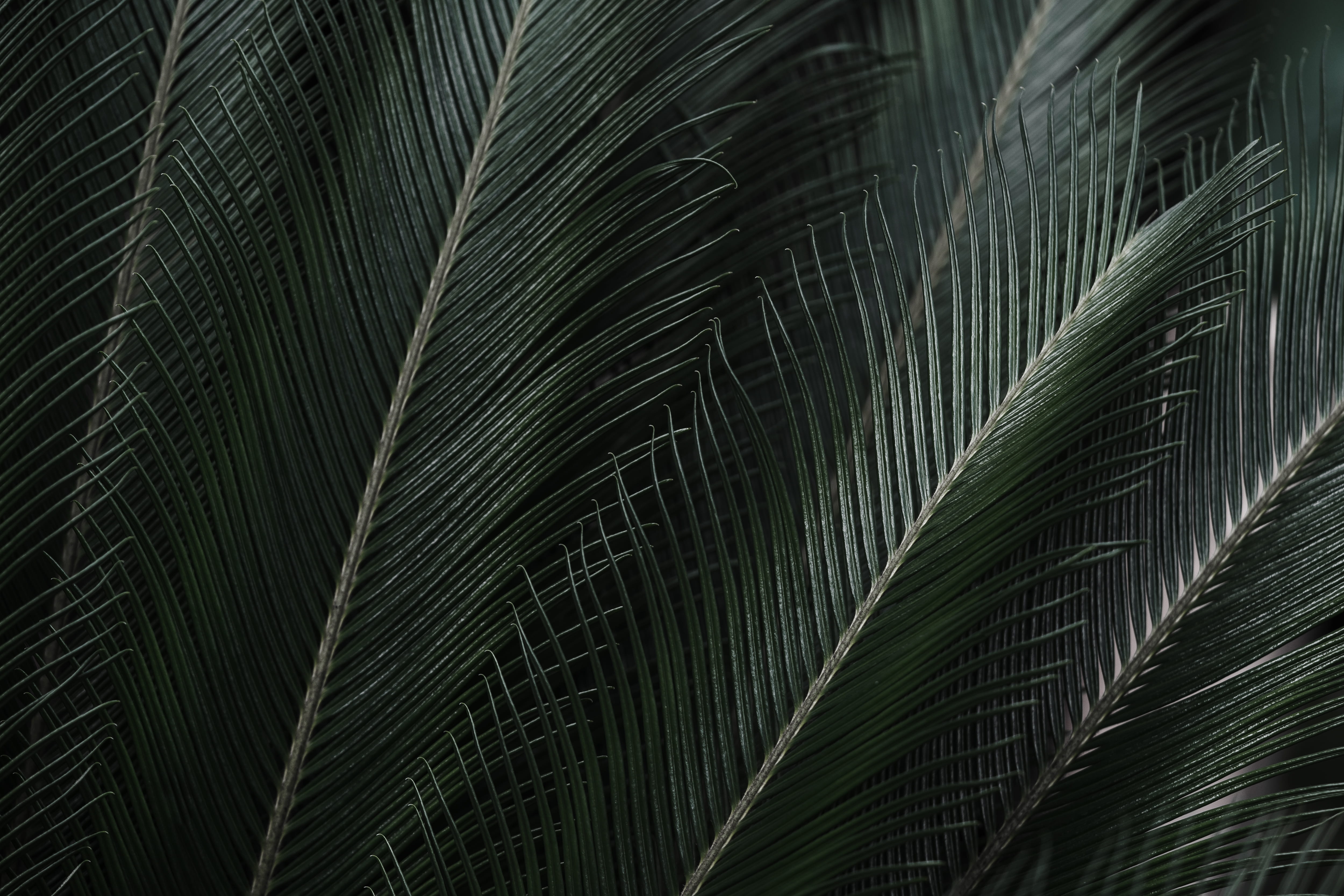 Tropical Leaves Free Background africa botanic garden dark 2k 4k 5k