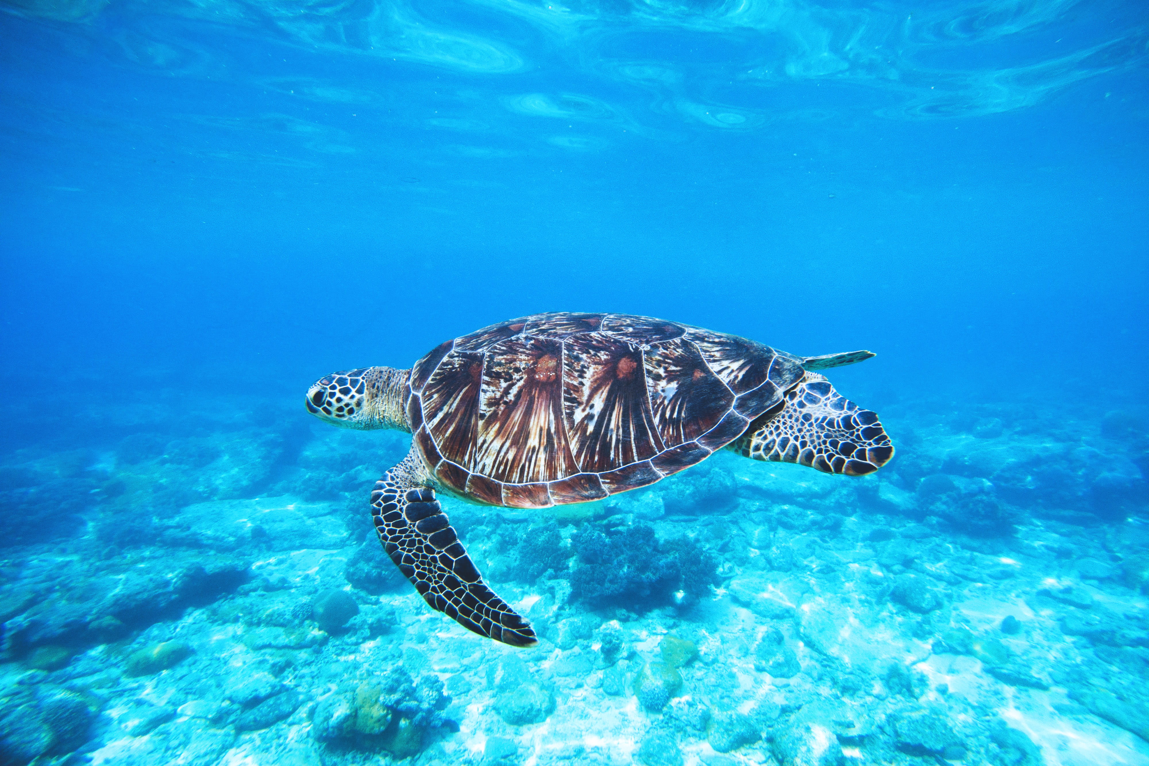 Turtle in ocean nature animals sea wild underwater blue 2k 4k