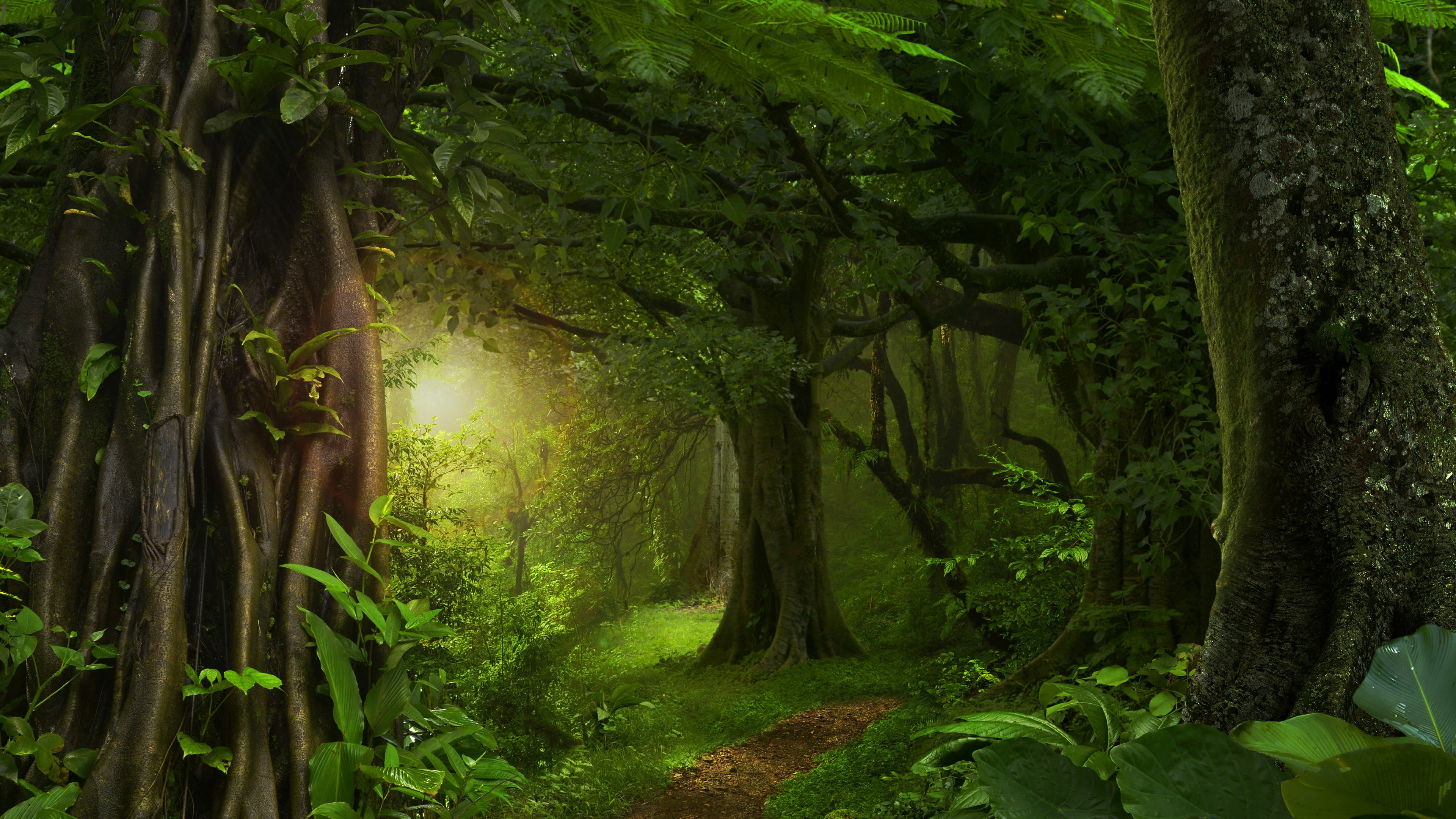 vegetation forest nature green woodland path 2k 4k
