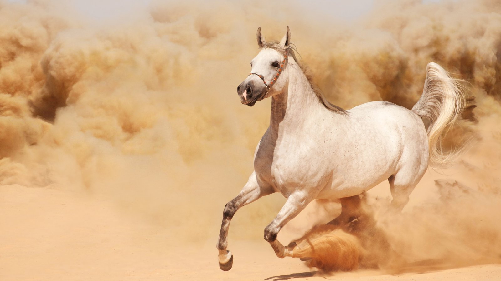 white horse run on brown sand 2k 4k 5k 8k