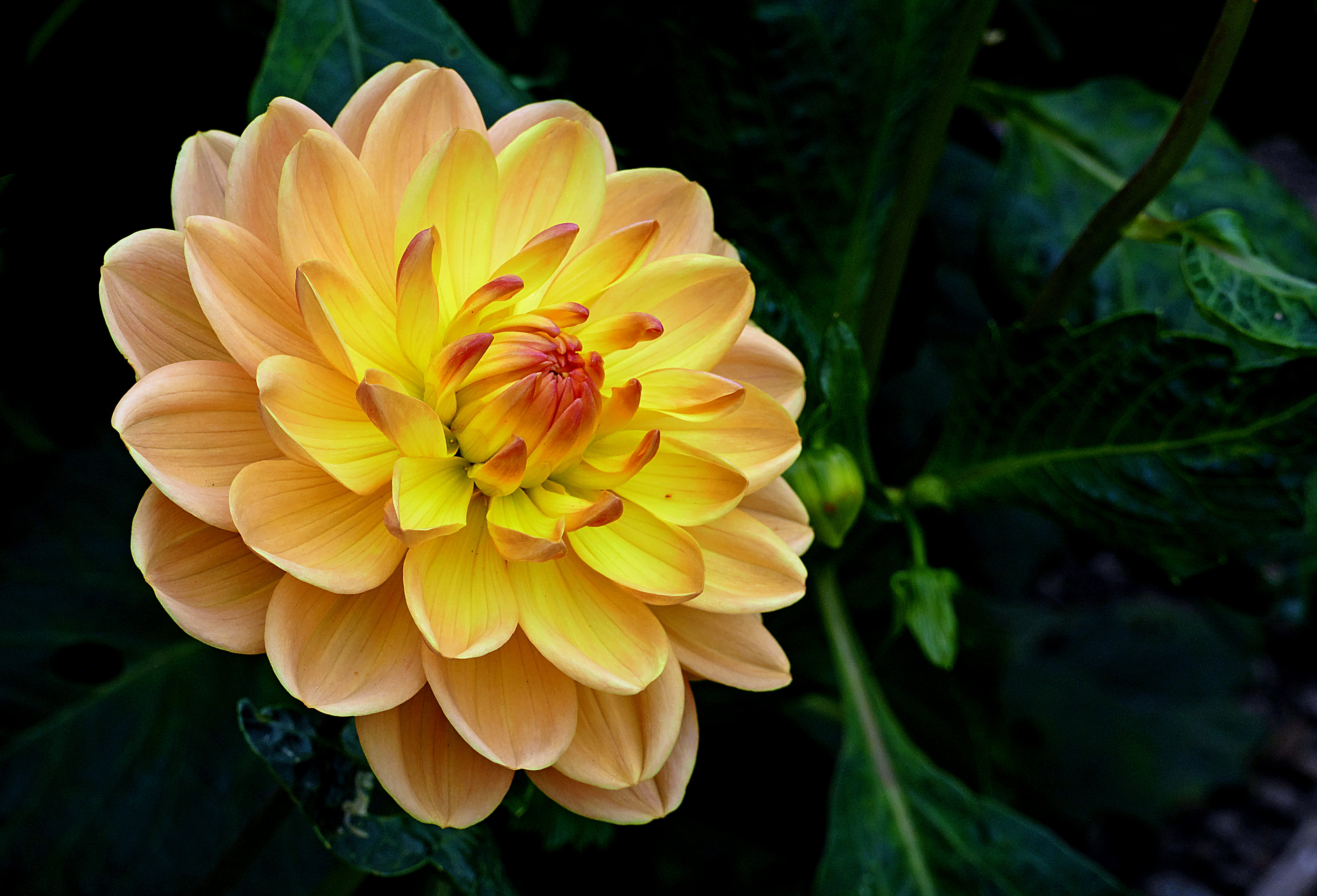 yellow and red flower dahlia Lumix FZ photos nature 2k 4k 5k
