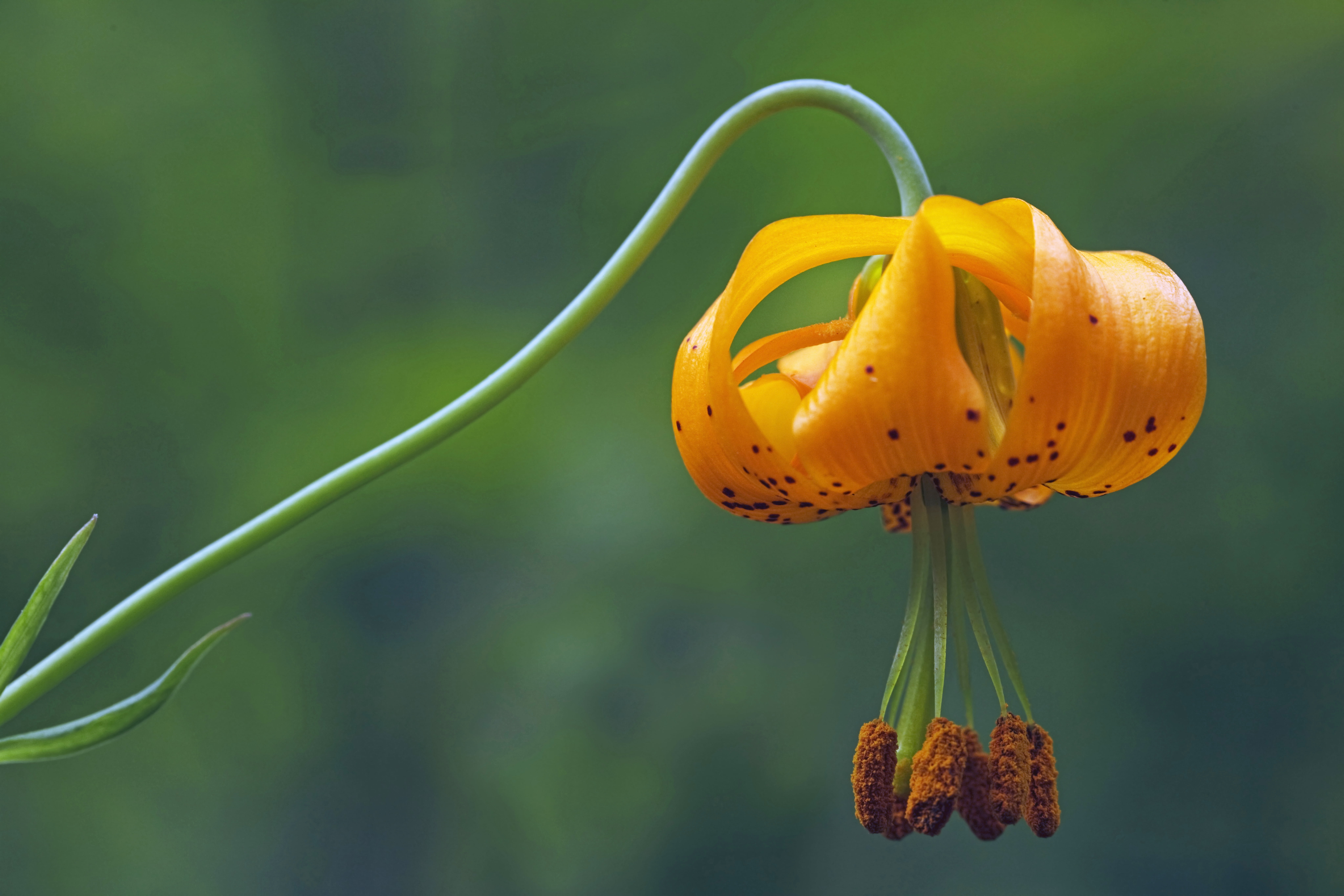yellow flower Organic Hand Blender Images Lilium Philadelphicum 2k 4k 5k 8k