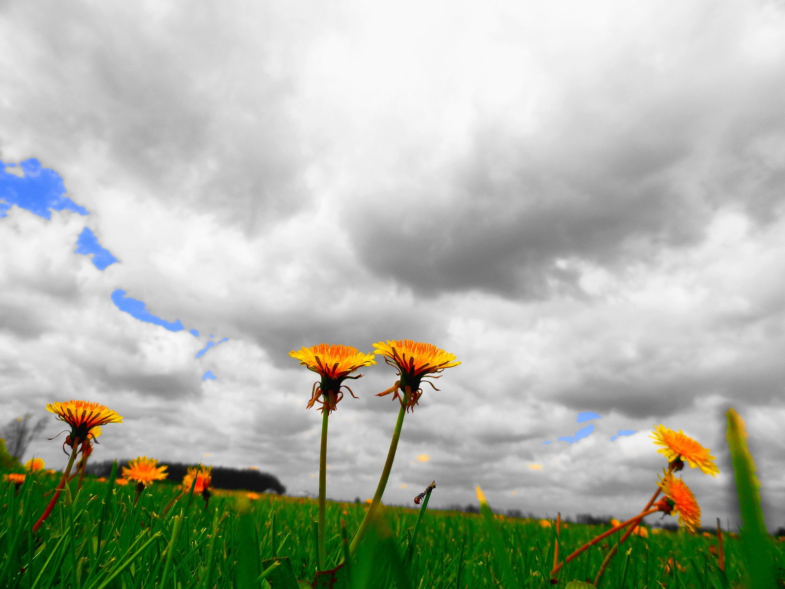 yellow flowers under cloudy sky at daytime dandelion 2k 4k