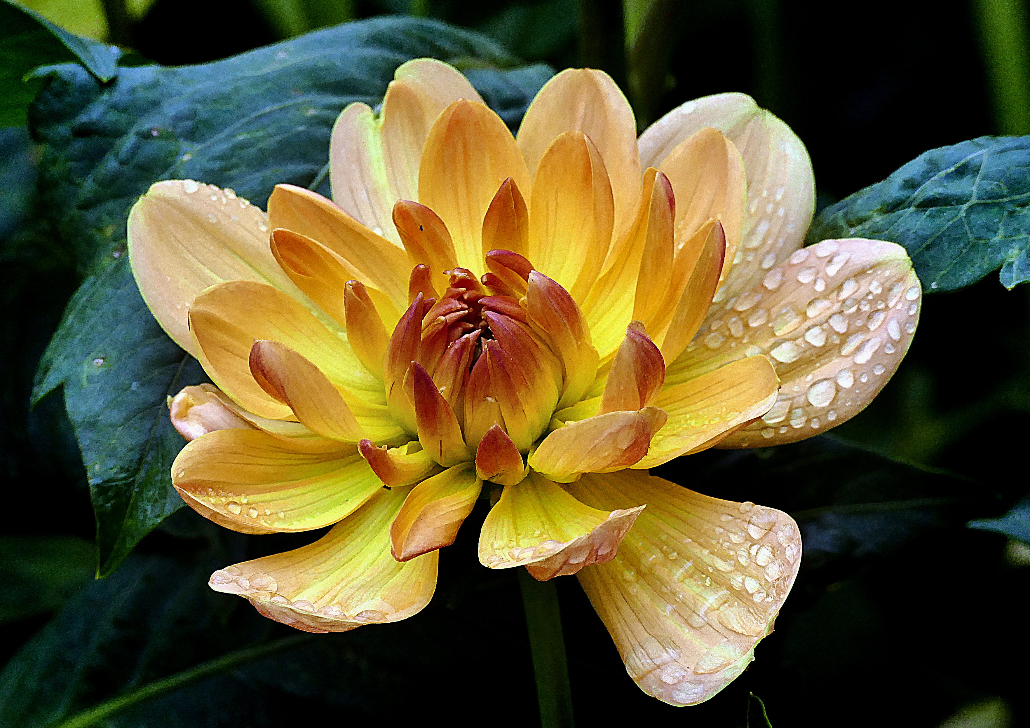yellow petaled flowers with dew drops in bloom Dahlia blooms 2k 4k