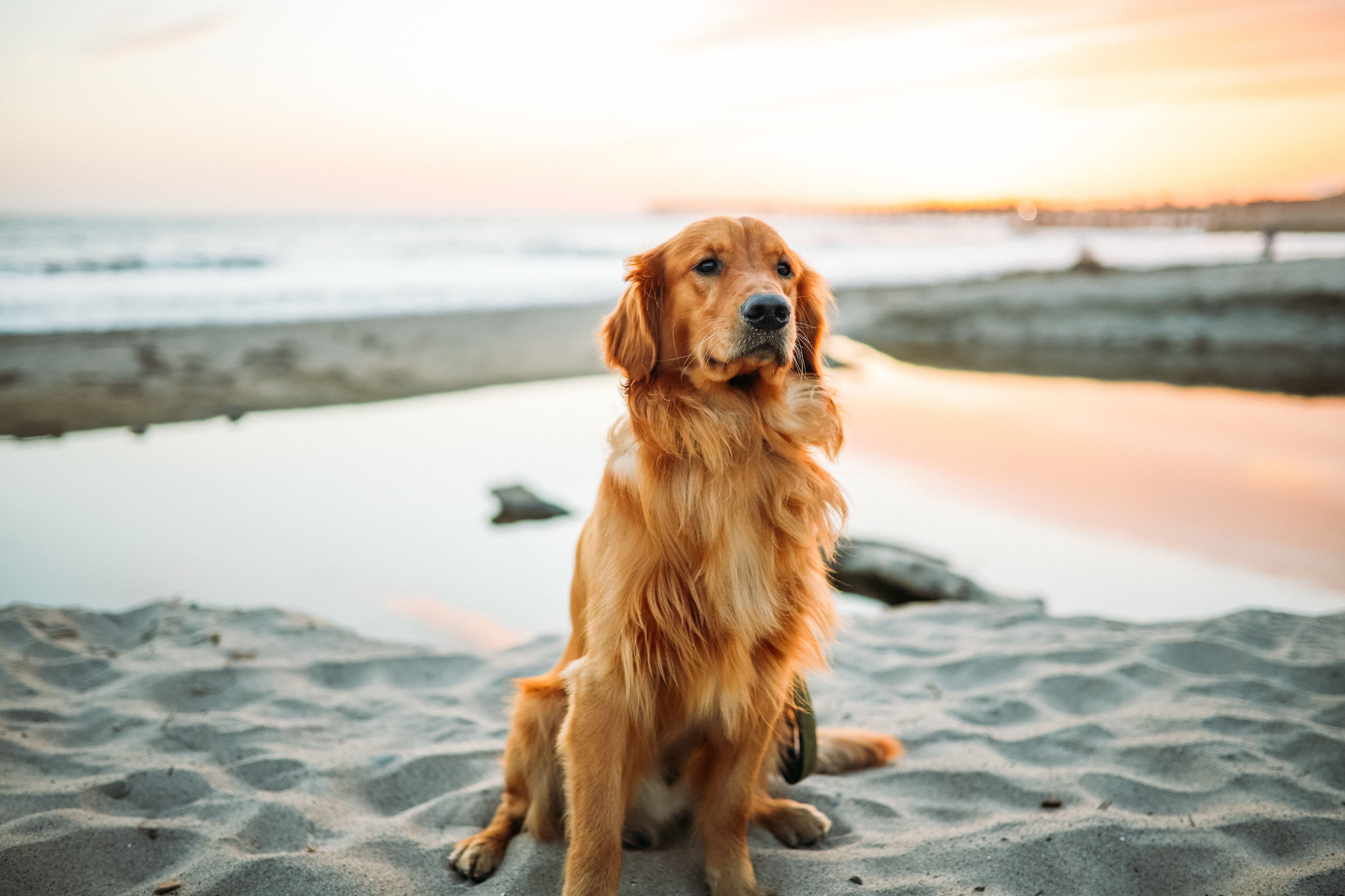 adult golden retriever dog sitting sand pets outdoors animal 2k 4k 5k