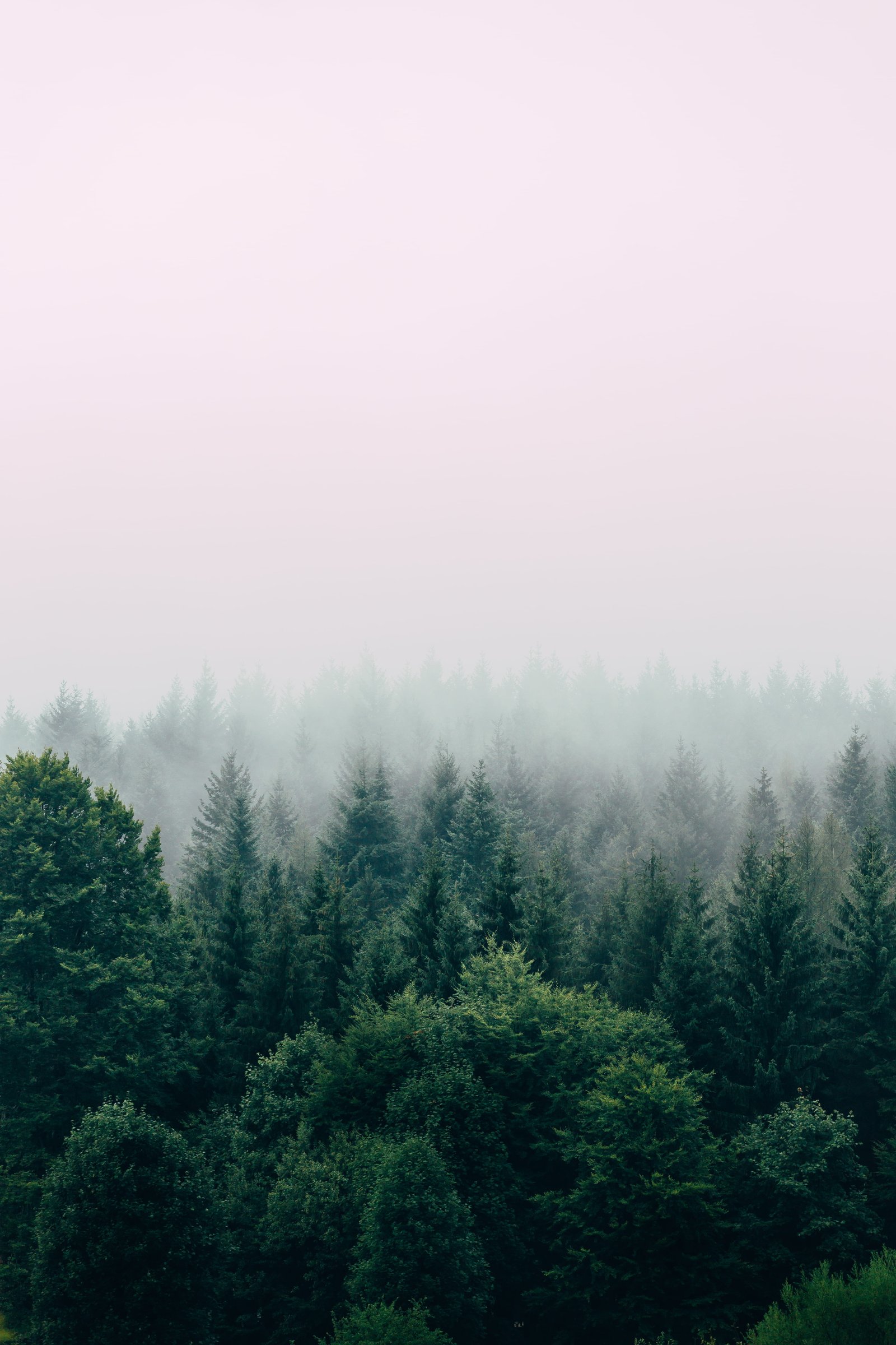 aerial photography of forest green leafed trees covered by fog 2k 4k