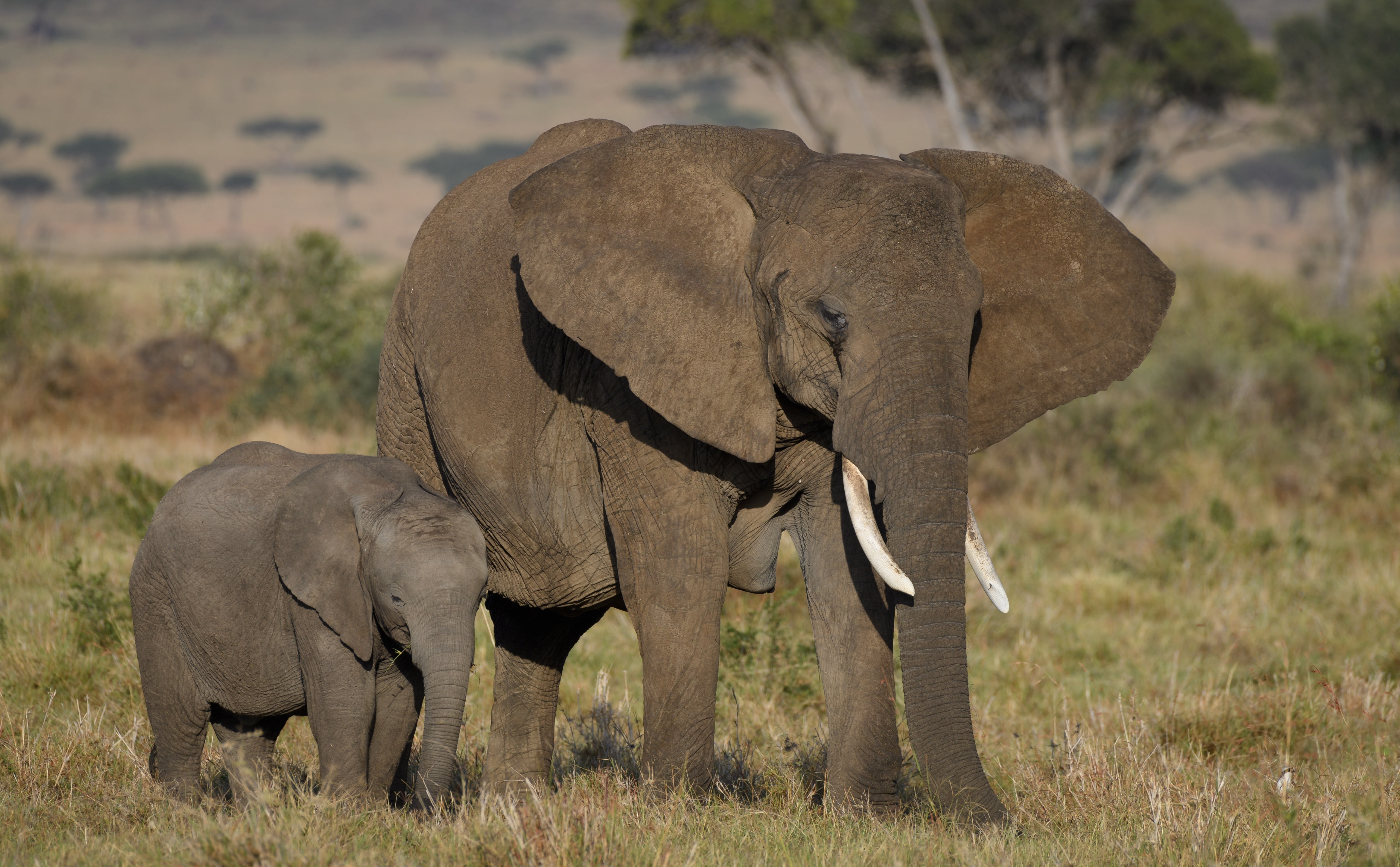 African Elephants Mother and Cute Baby Animals Wild View Travel 2k 4k 5k