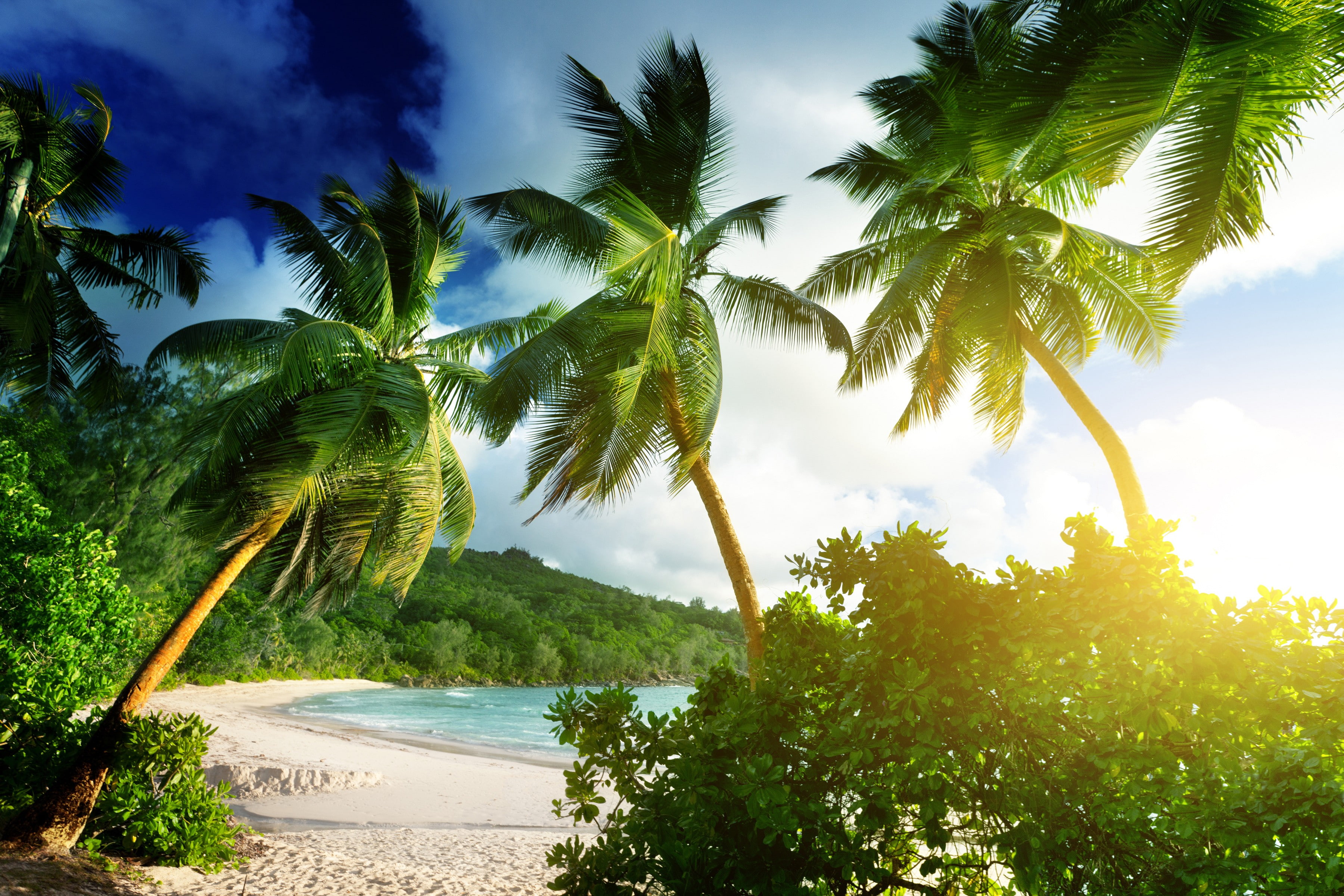 beach landscape palm trees tropical climate sky 2k 4k